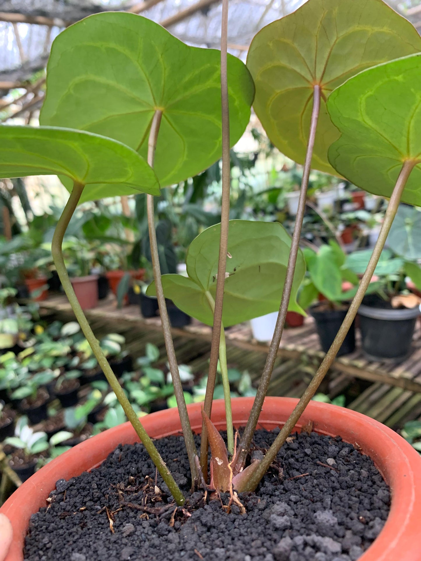 Anthurium Forgeti Hybrid — photo 5