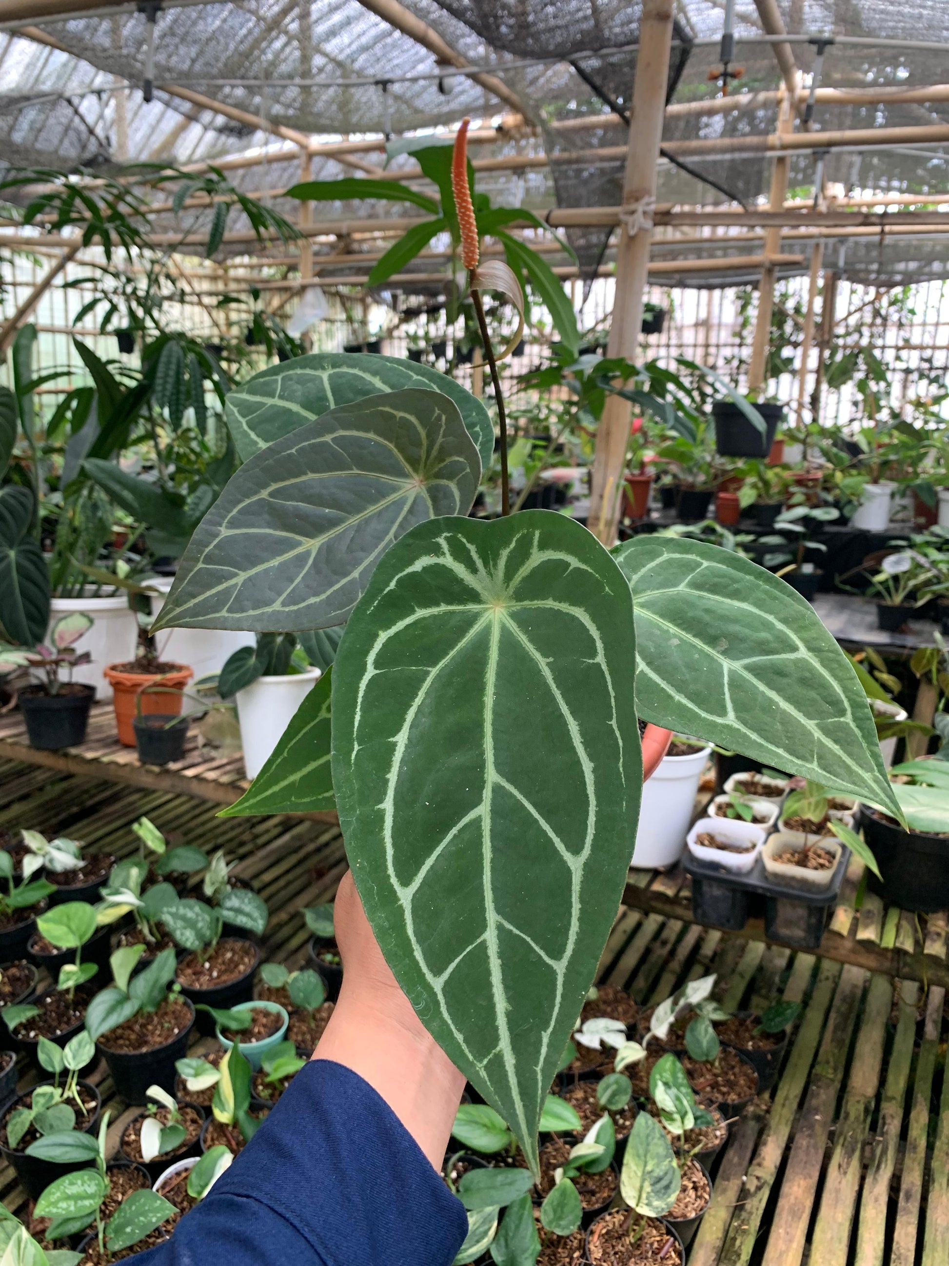 Anthurium Forgeti Hybrid — rare Indonesian plant