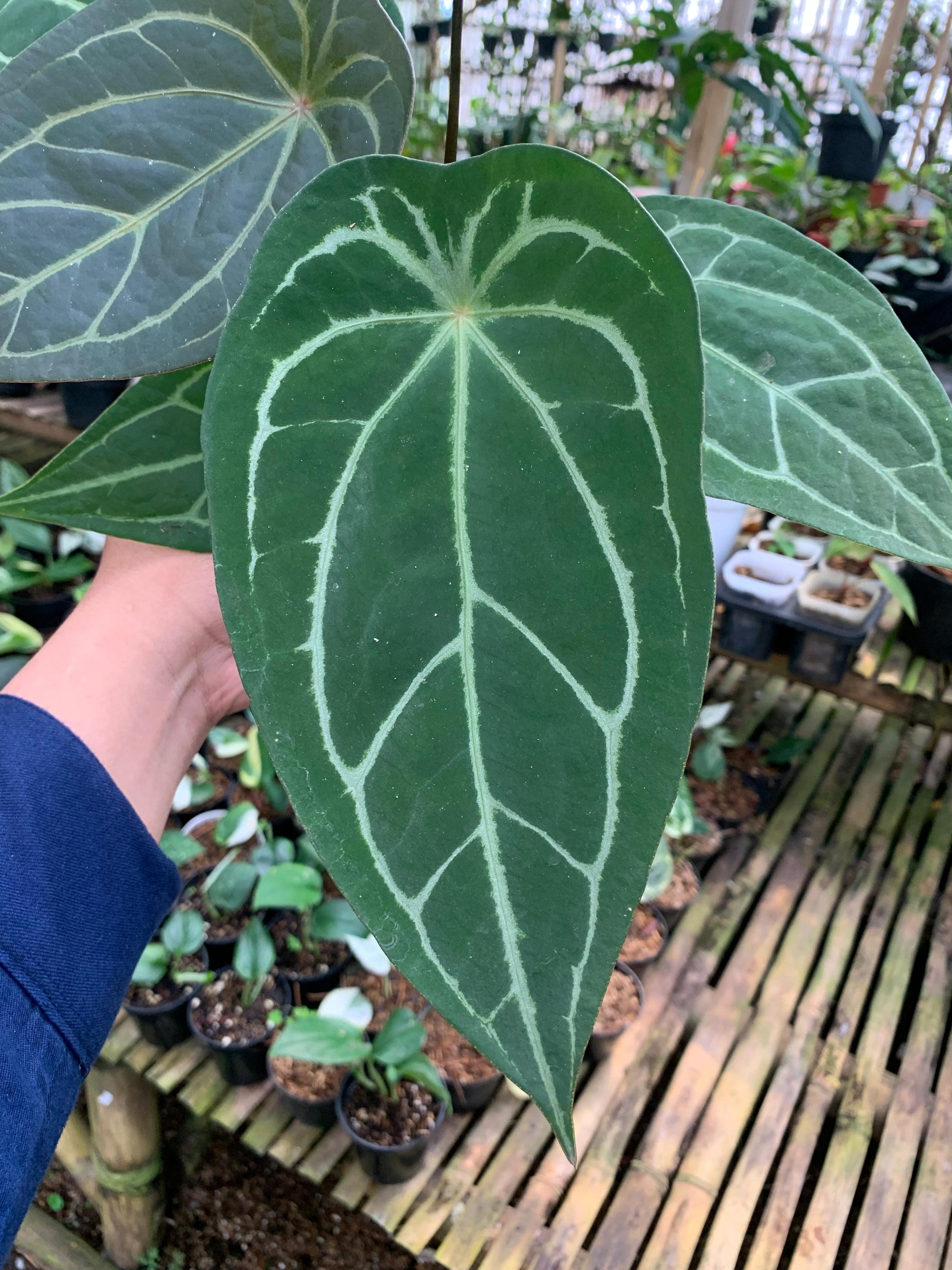 Anthurium Forgeti Hybrid — photo 2