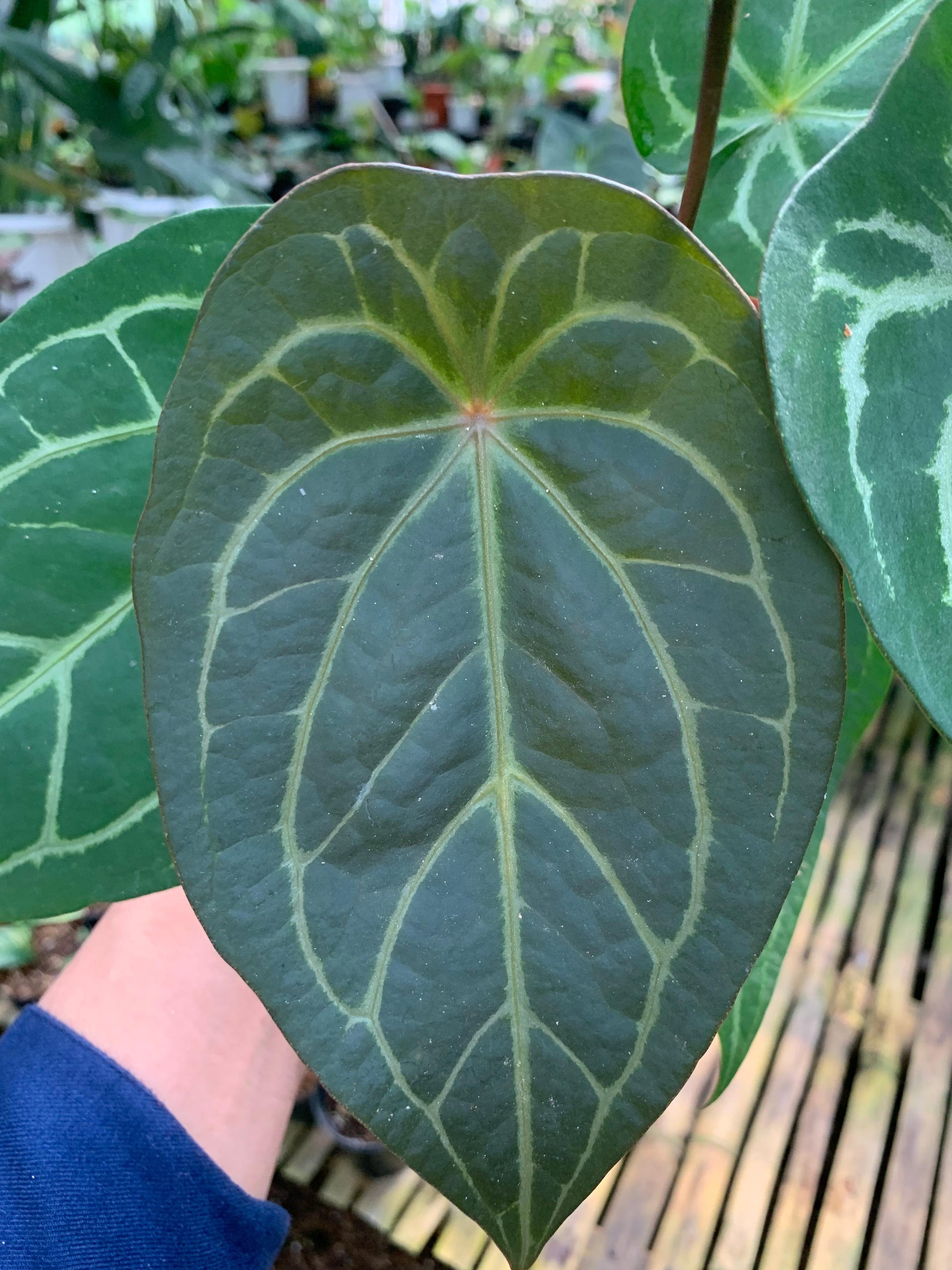 Anthurium Forgeti Hybrid — photo 3