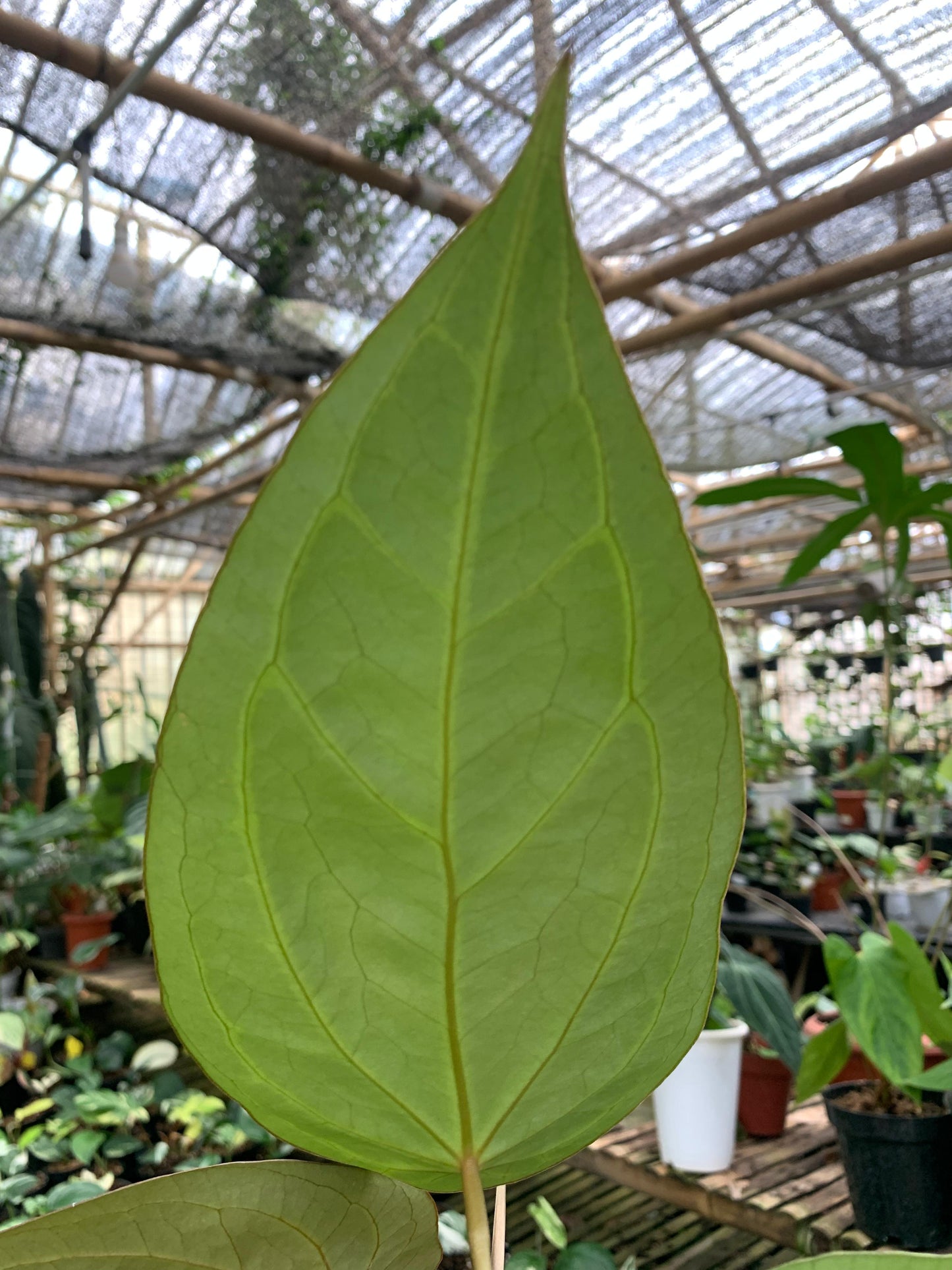 Anthurium Forgeti Hybrid — photo 4