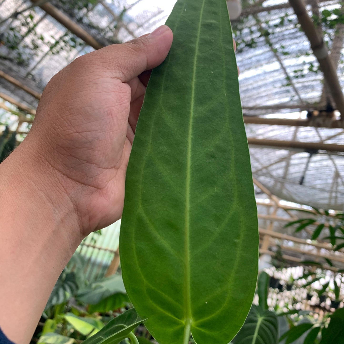 Anthurium Warocqueanum Medium size — photo 3