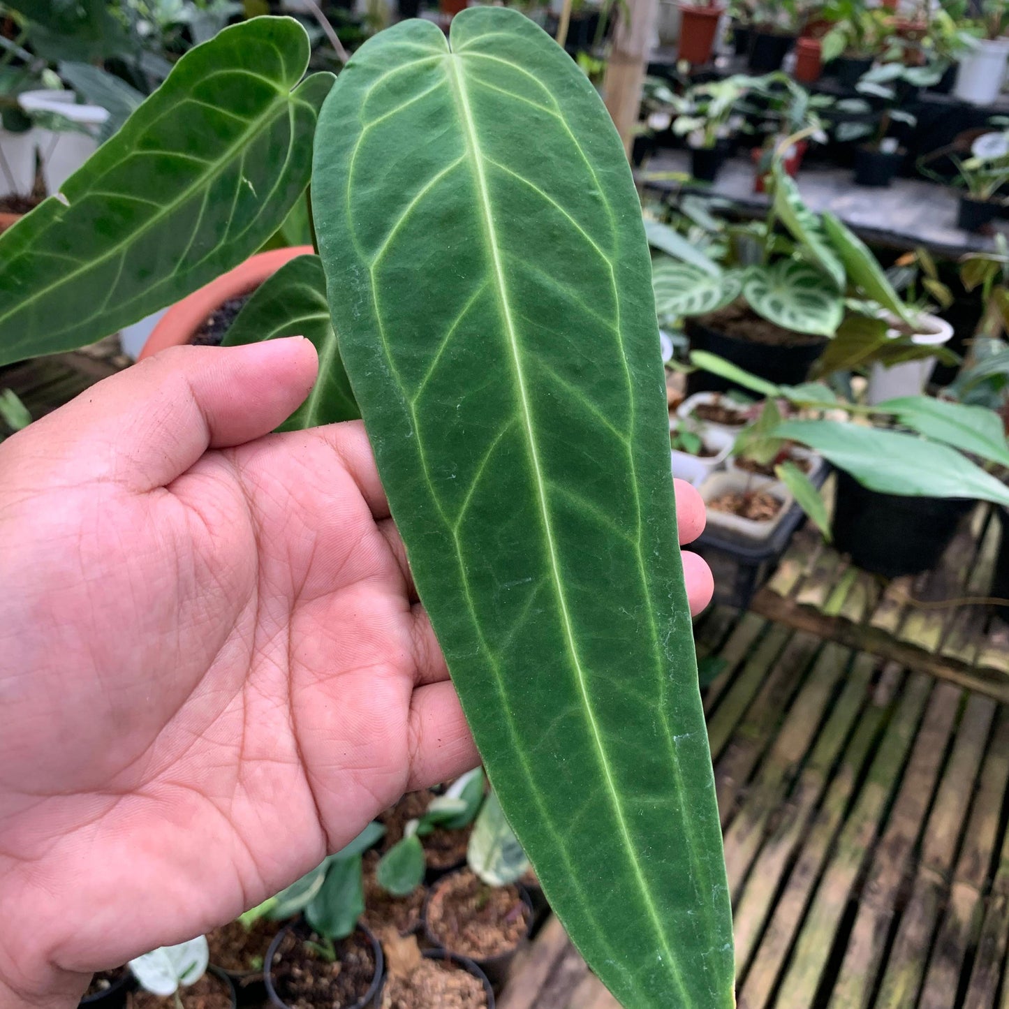Anthurium Warocqueanum Medium size — photo 2