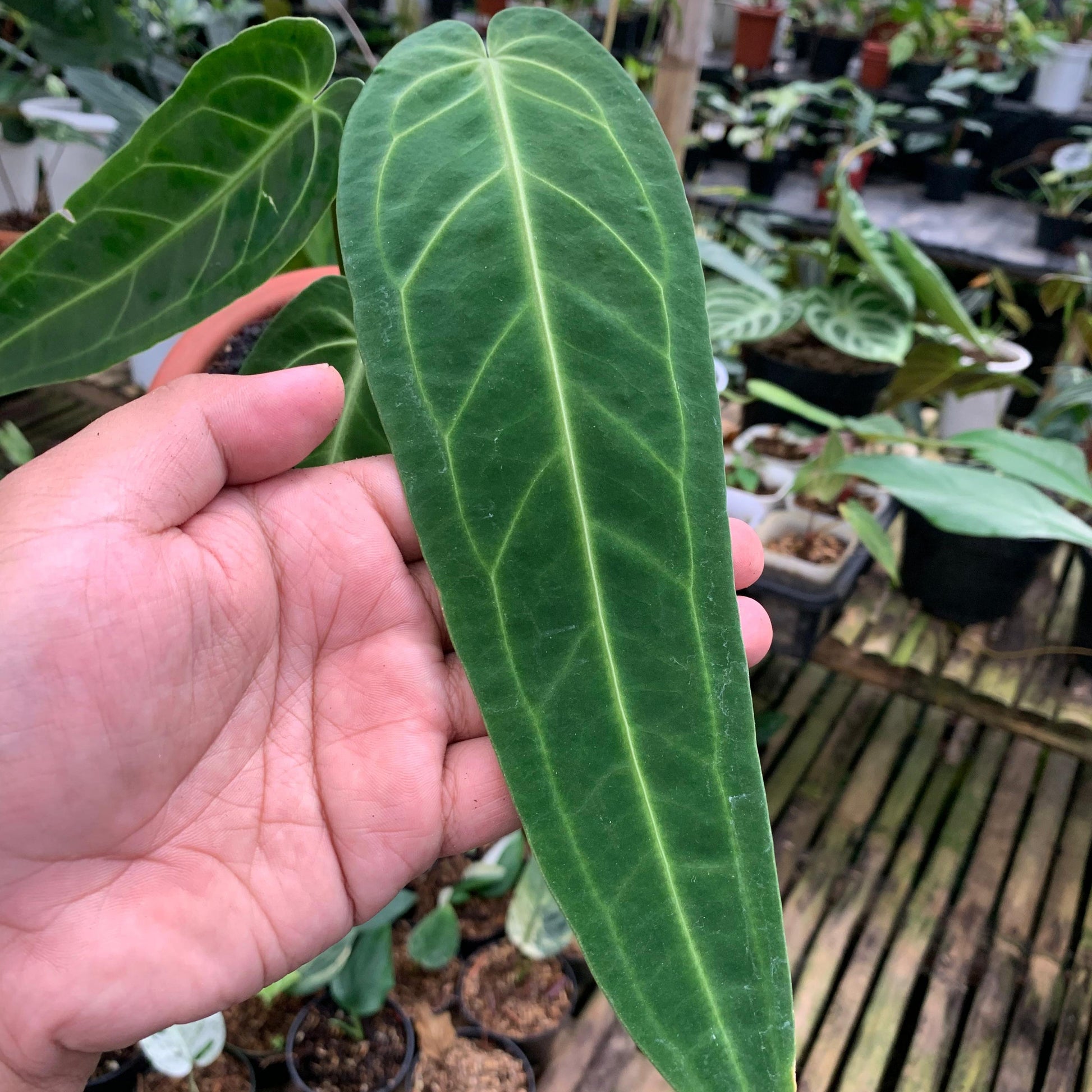 Anthurium Warocqueanum Medium size — photo 2