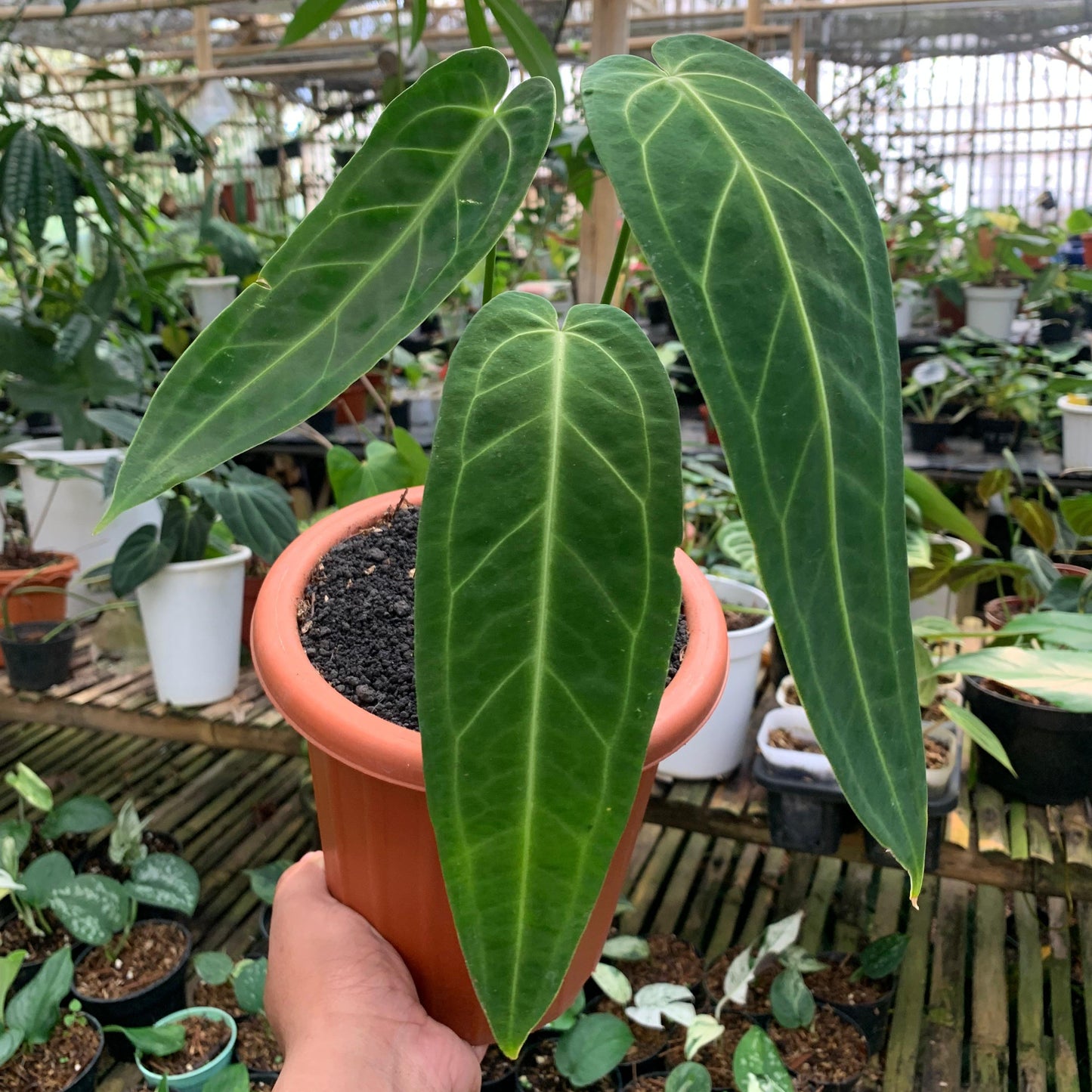 Anthurium Warocqueanum Medium size — rare Indonesian plant