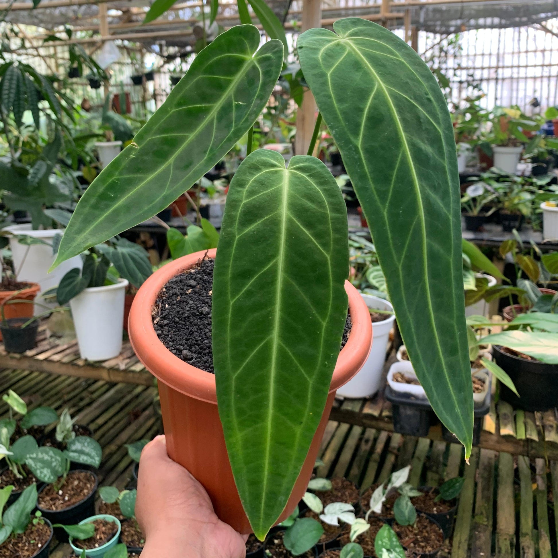 Anthurium Warocqueanum Medium size — rare Indonesian plant
