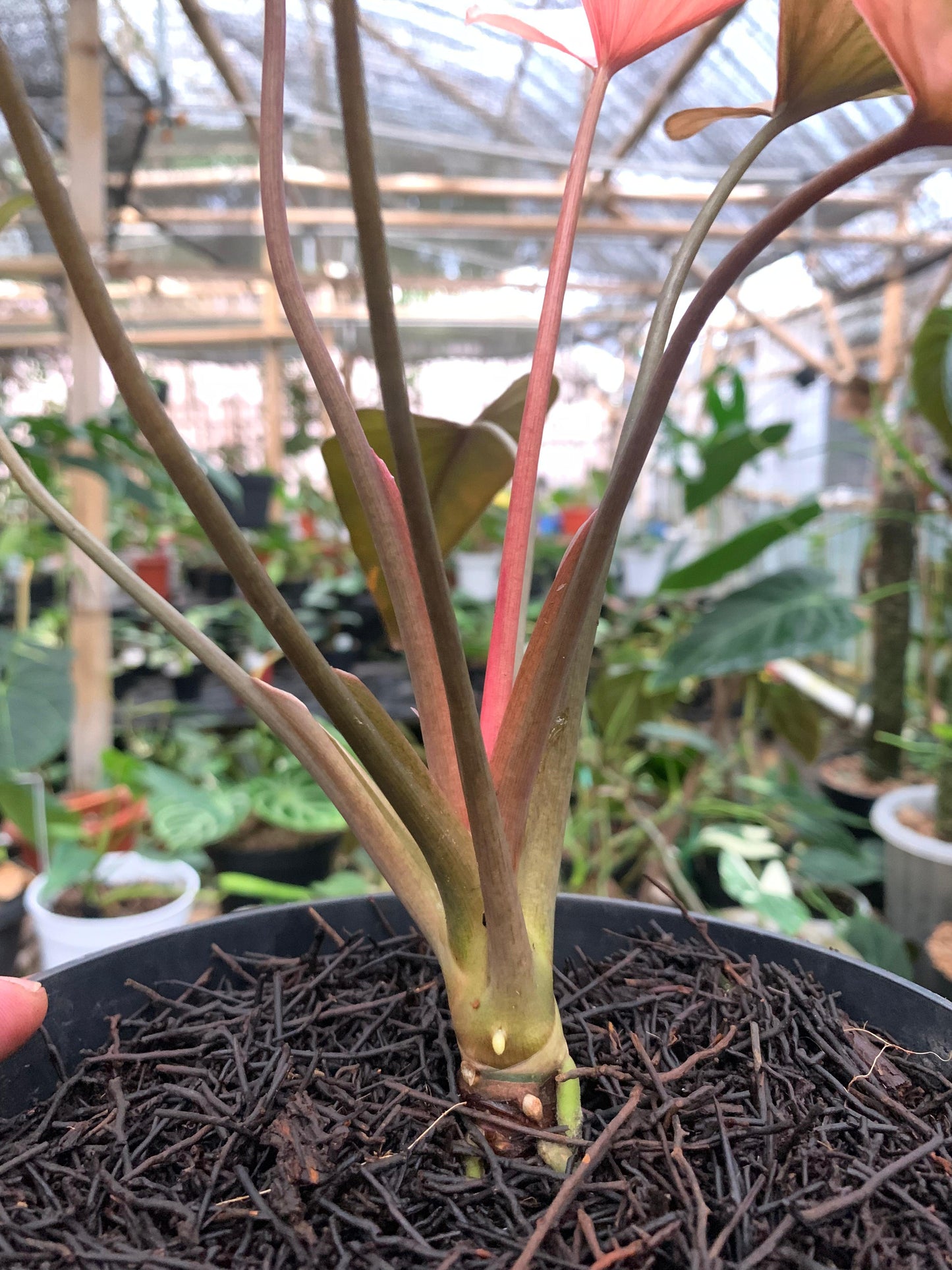 Homalomena pink diamond mint — photo 4