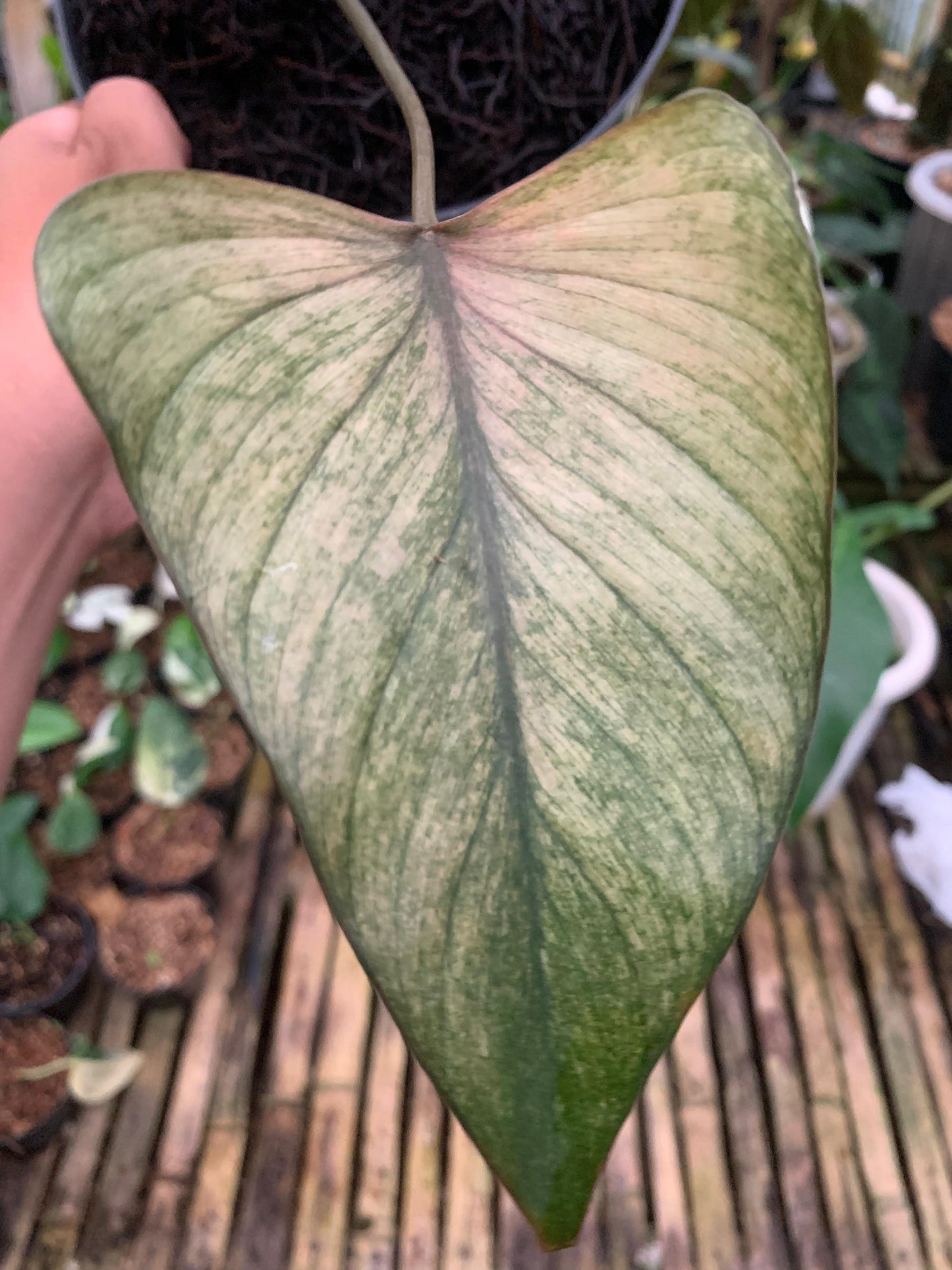 Homalomena pink diamond mint — photo 3
