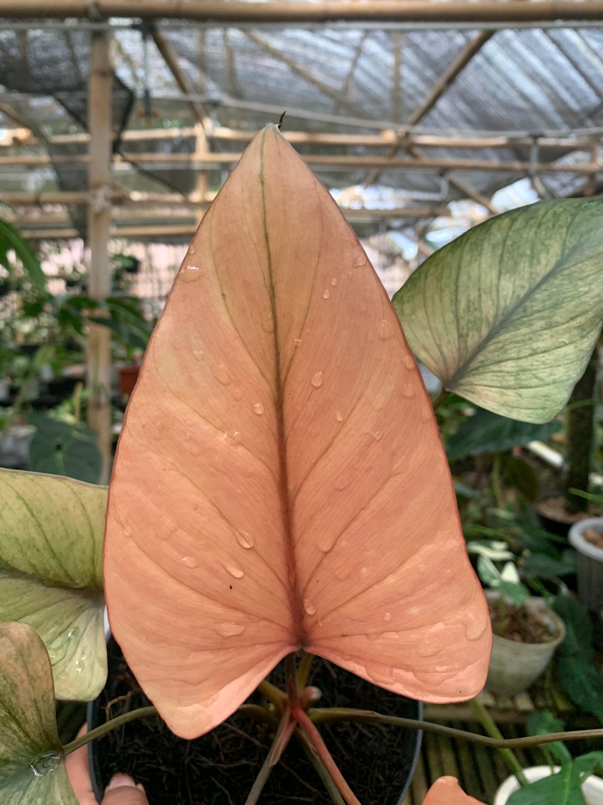 Homalomena pink diamond mint — photo 2