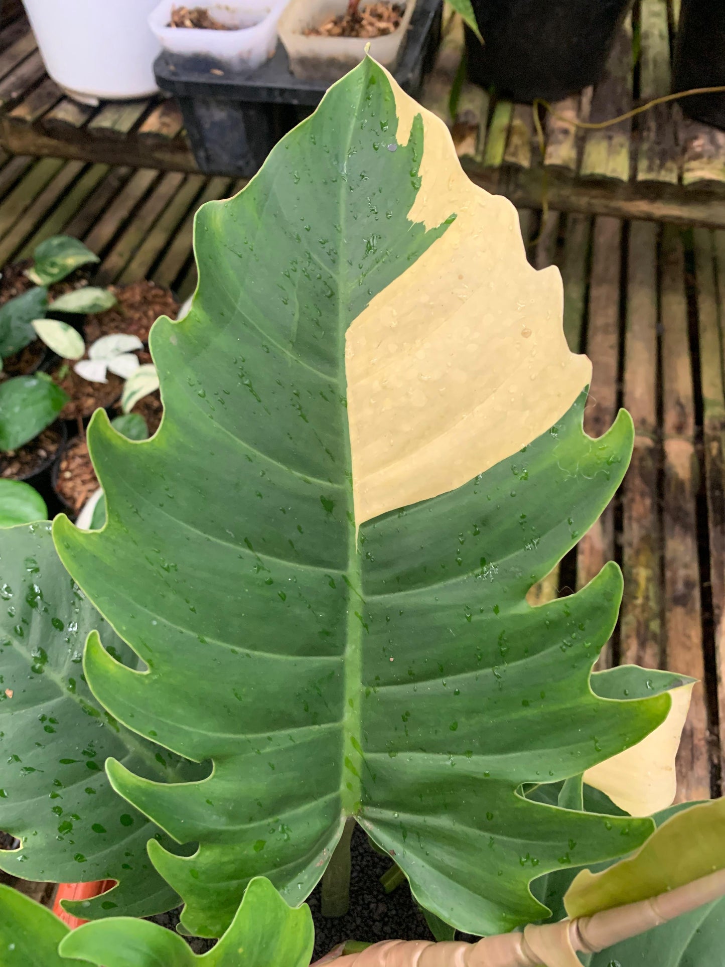 Philodendron green saw variegated — photo 3