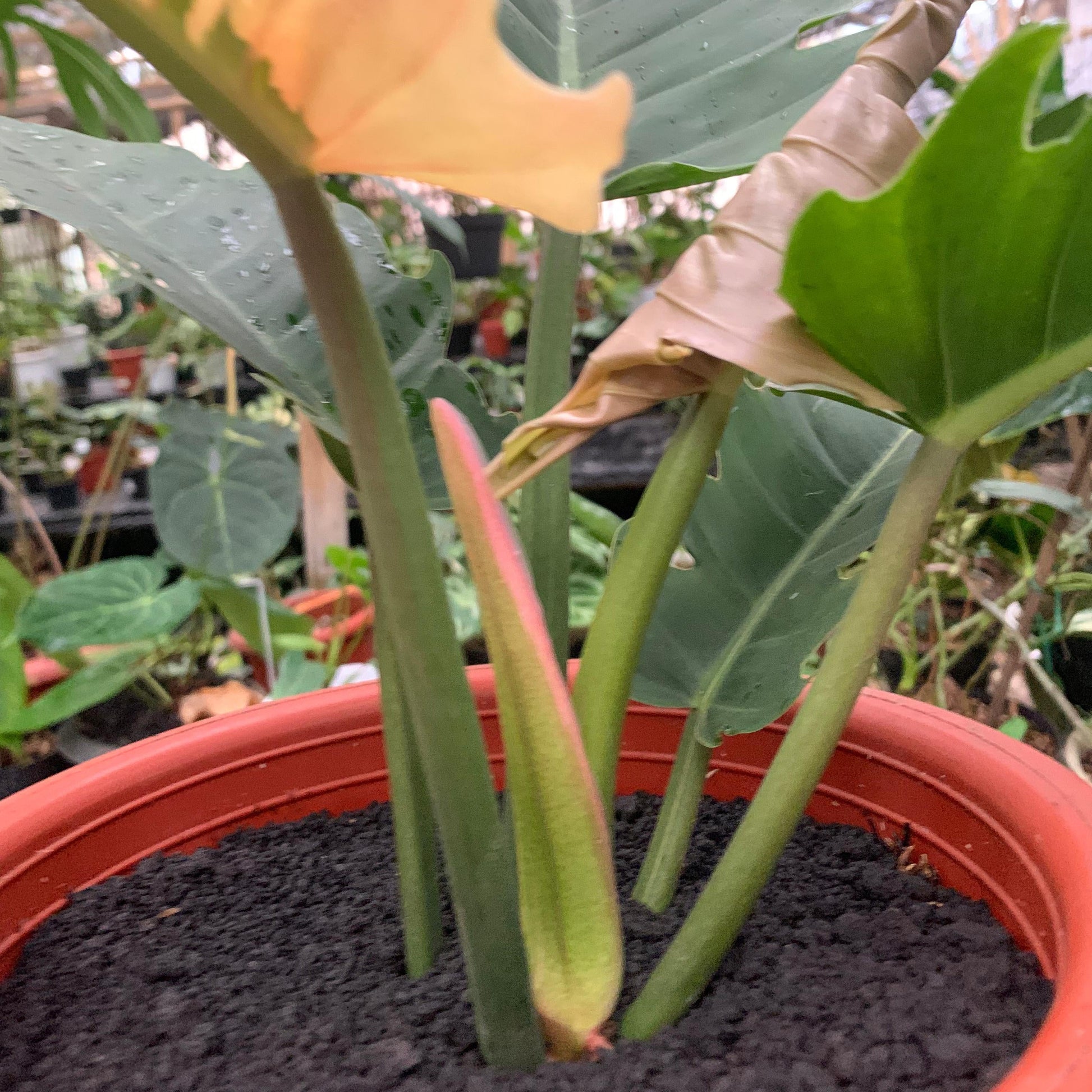 Philodendron green saw variegated — photo 5