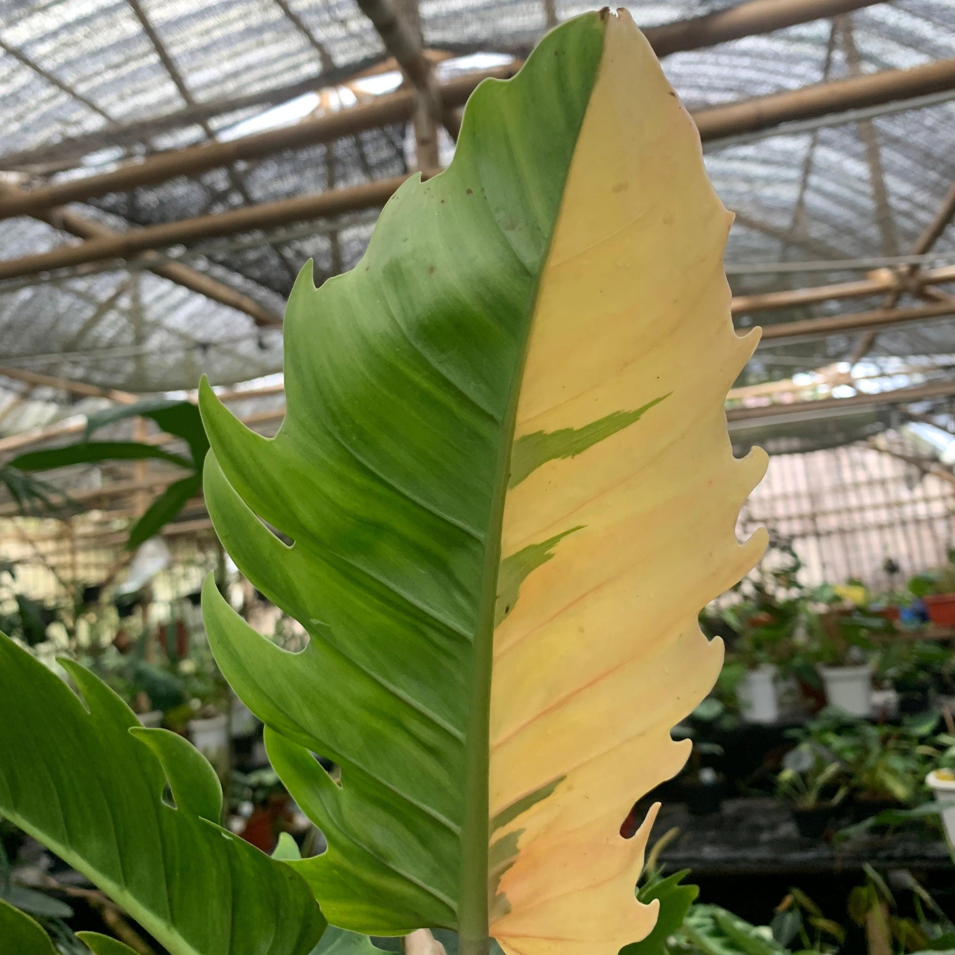 Philodendron green saw variegated — photo 4