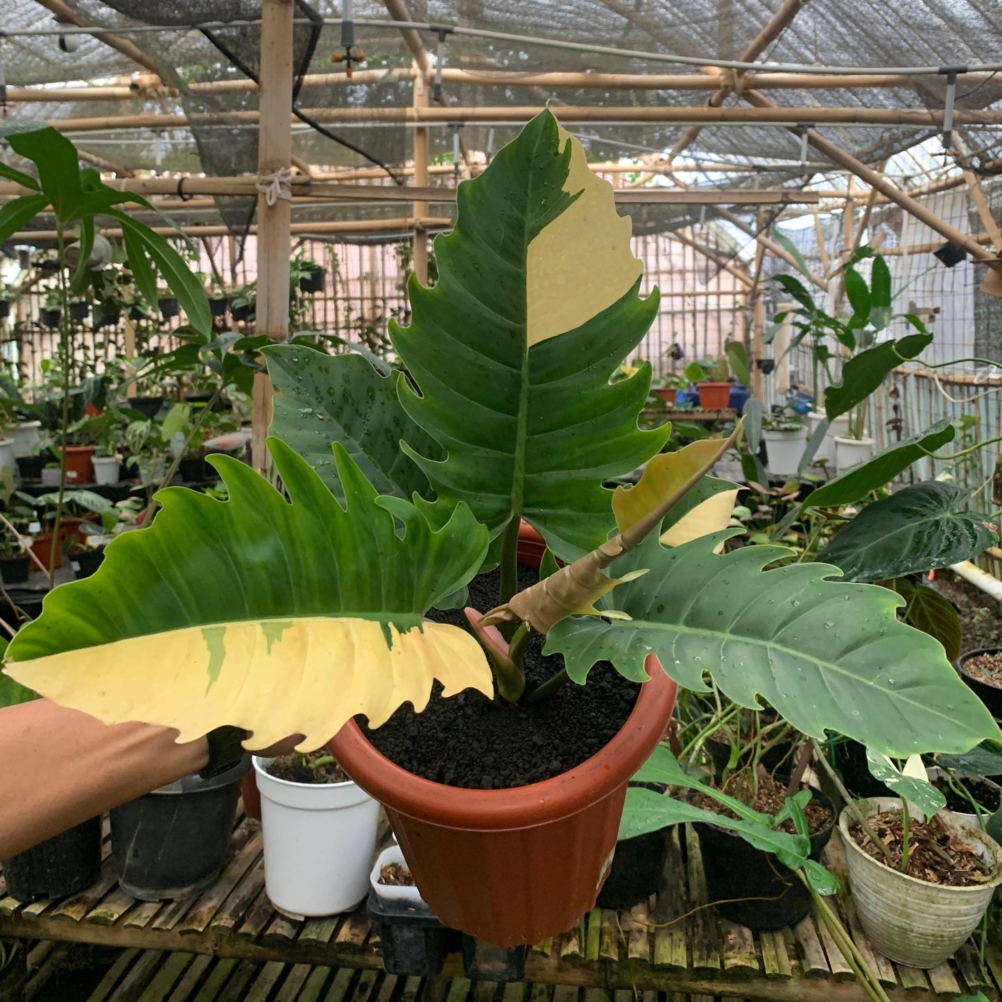 Philodendron green saw variegated — rare Indonesian plant