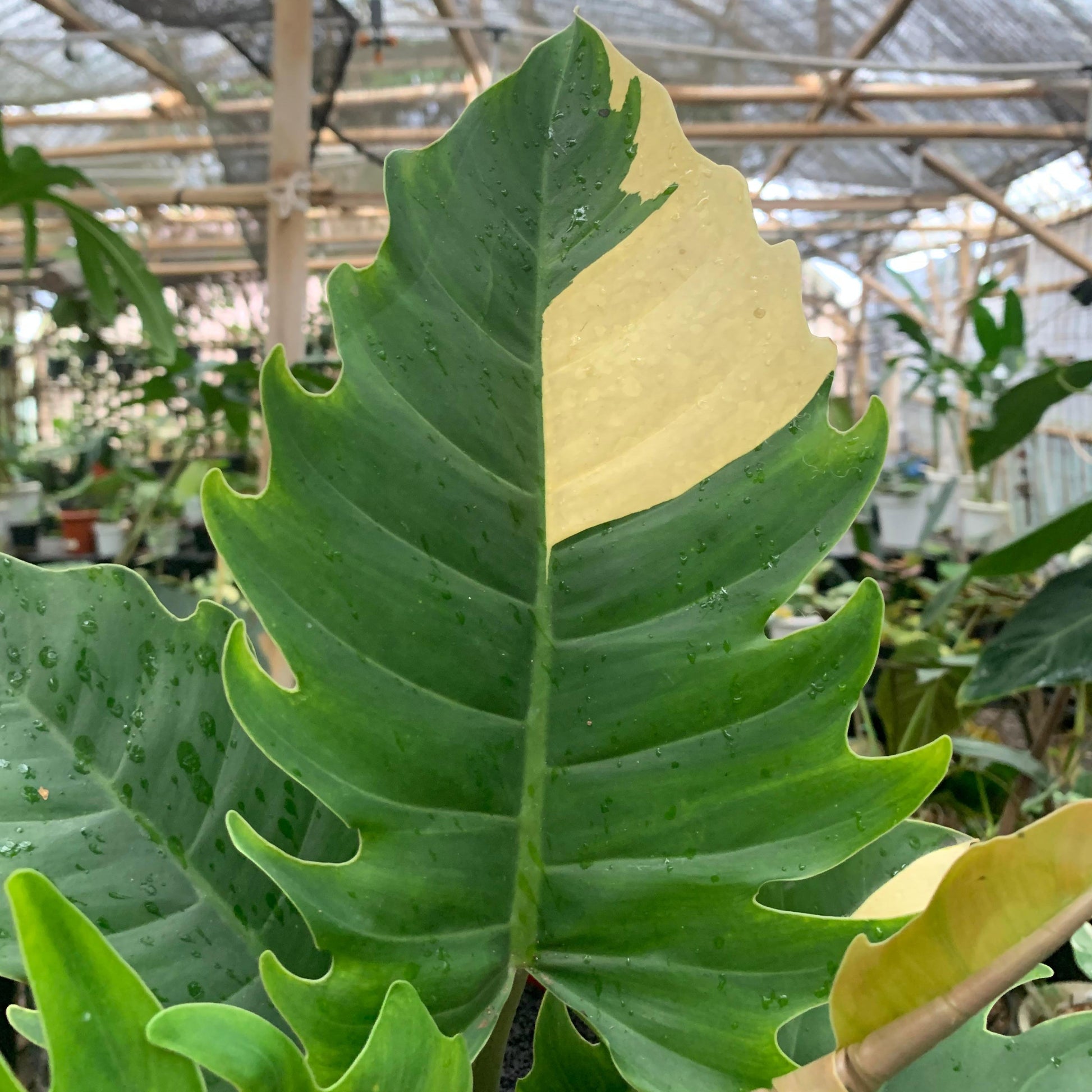 Philodendron green saw variegated — photo 2
