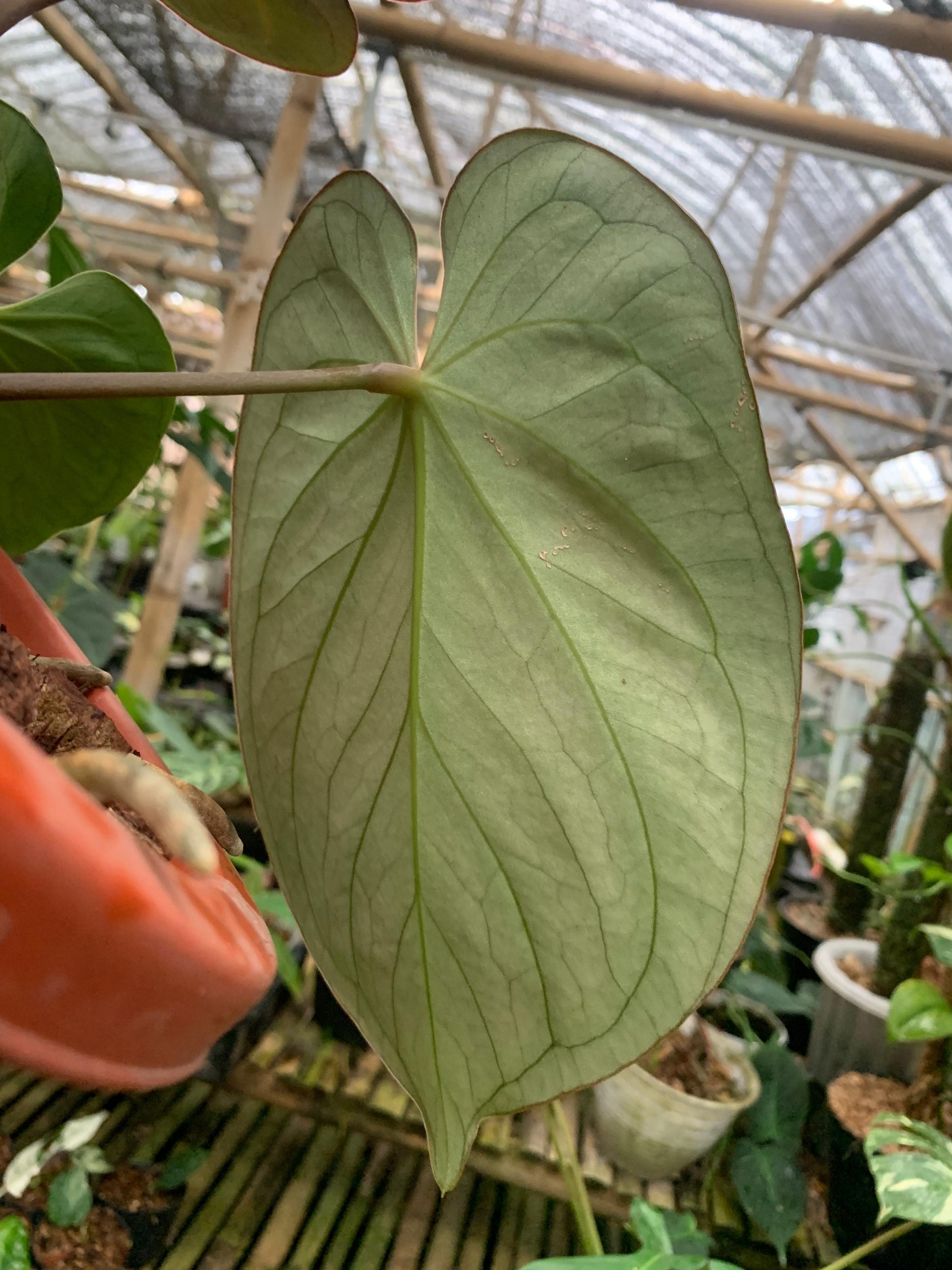 Anthurium King Of Spades Medium Size — photo 5