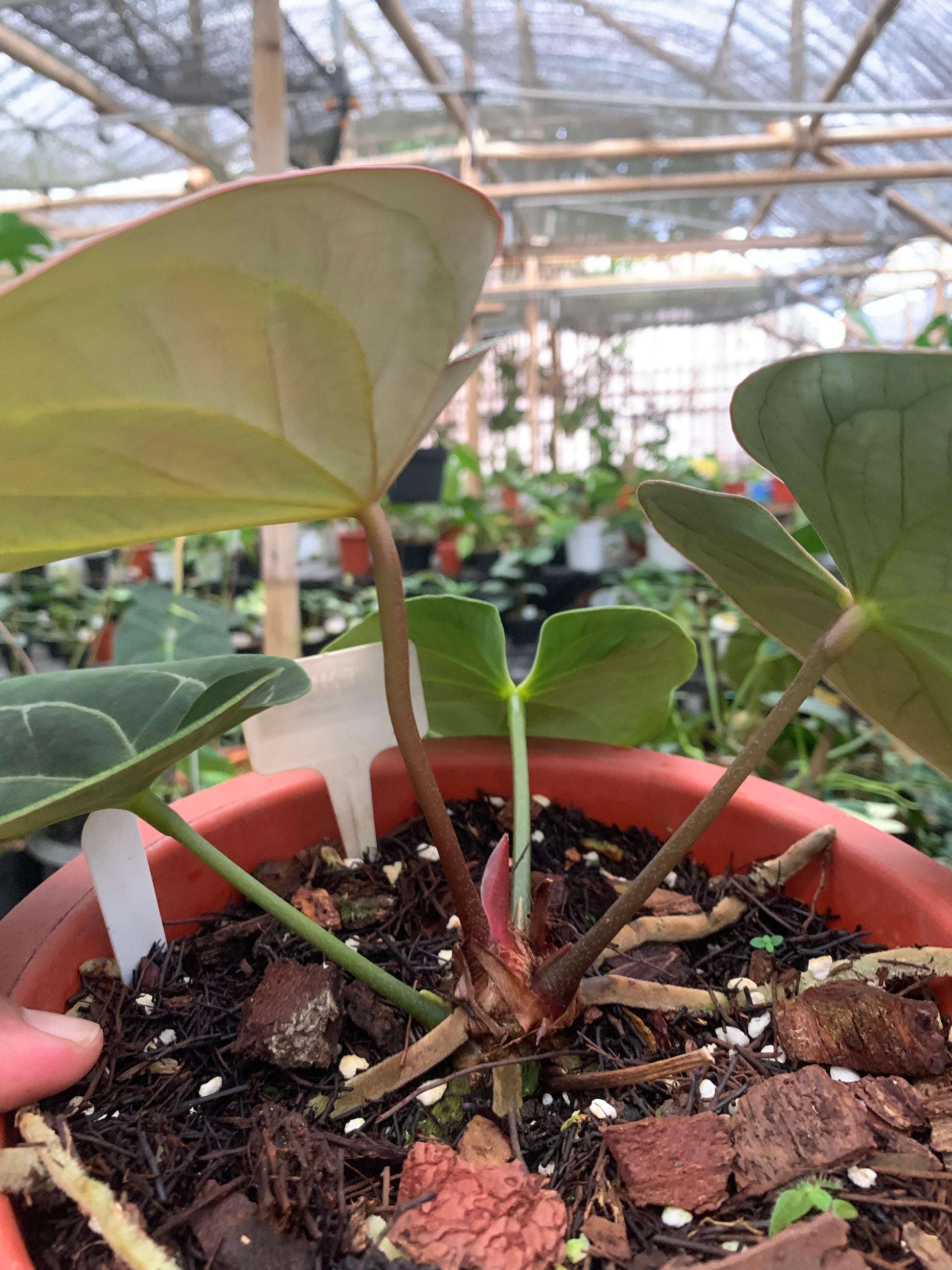 Anthurium King Of Spades Medium Size — photo 4