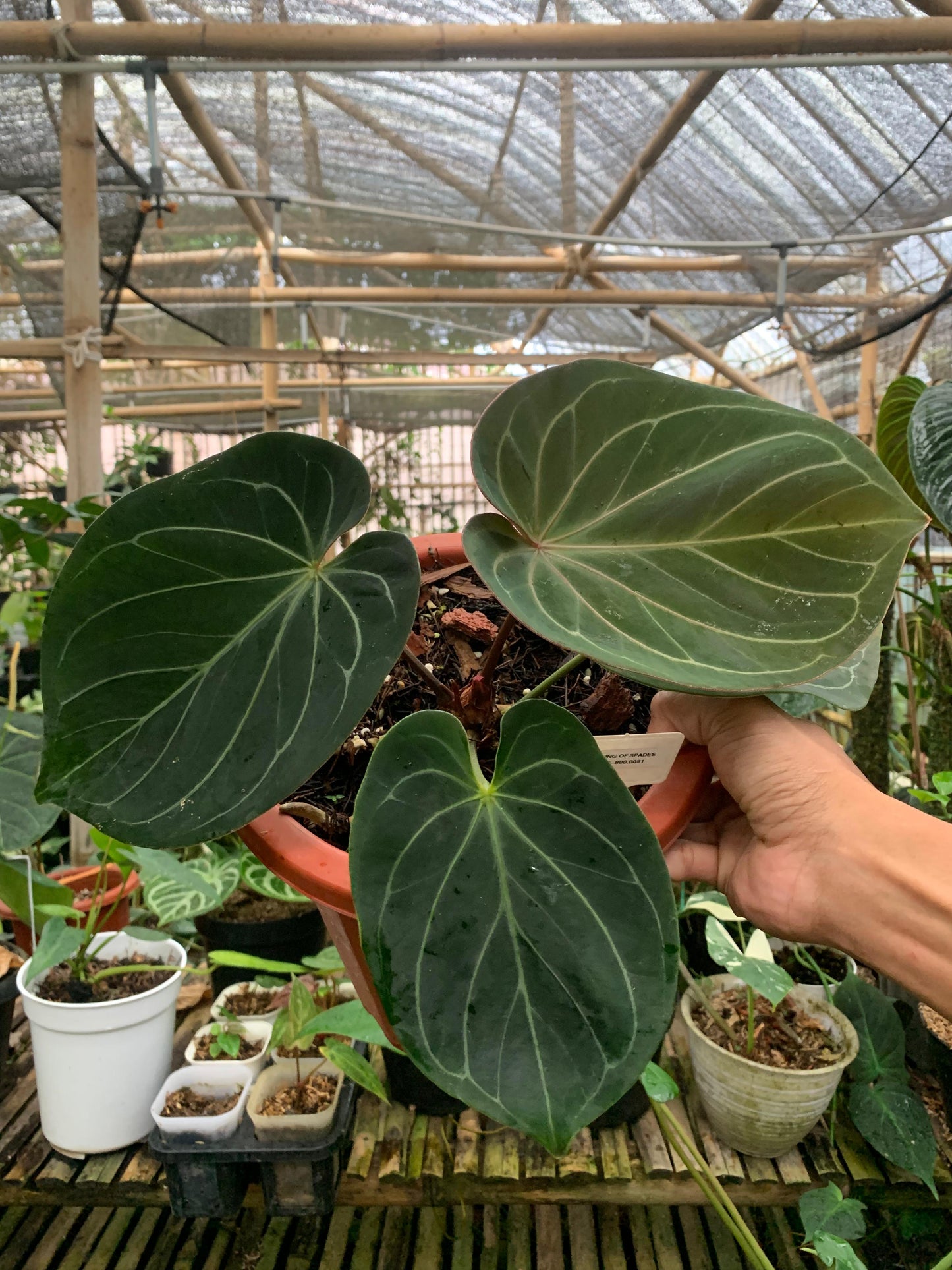 Anthurium King Of Spades Medium Size — rare Indonesian plant