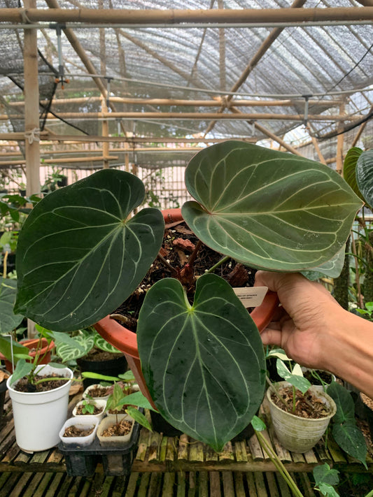 Anthurium King Of Spades Medium Size — rare Indonesian plant