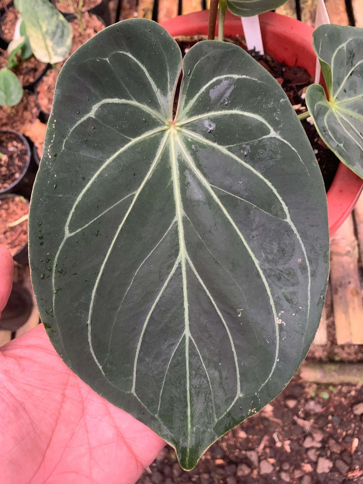 Anthurium King Of Spades Medium Size — photo 2