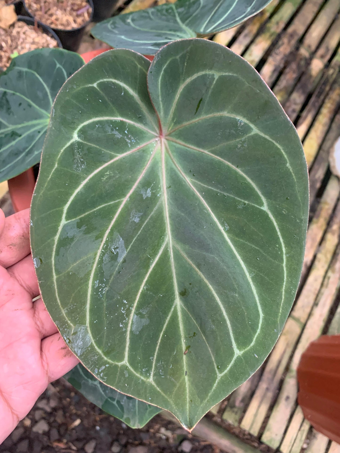 Anthurium King Of Spades Medium Size — photo 3