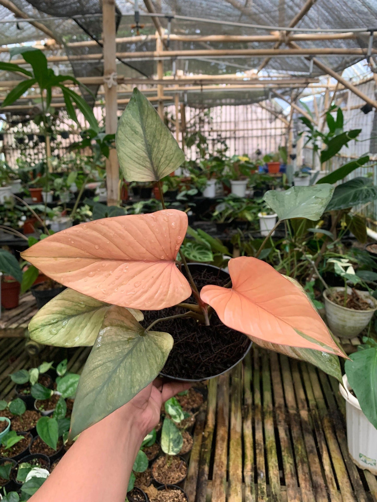 Homalomena pink diamond mint — rare Indonesian plant