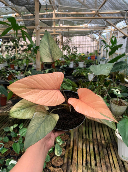 Homalomena pink diamond mint — rare Indonesian plant