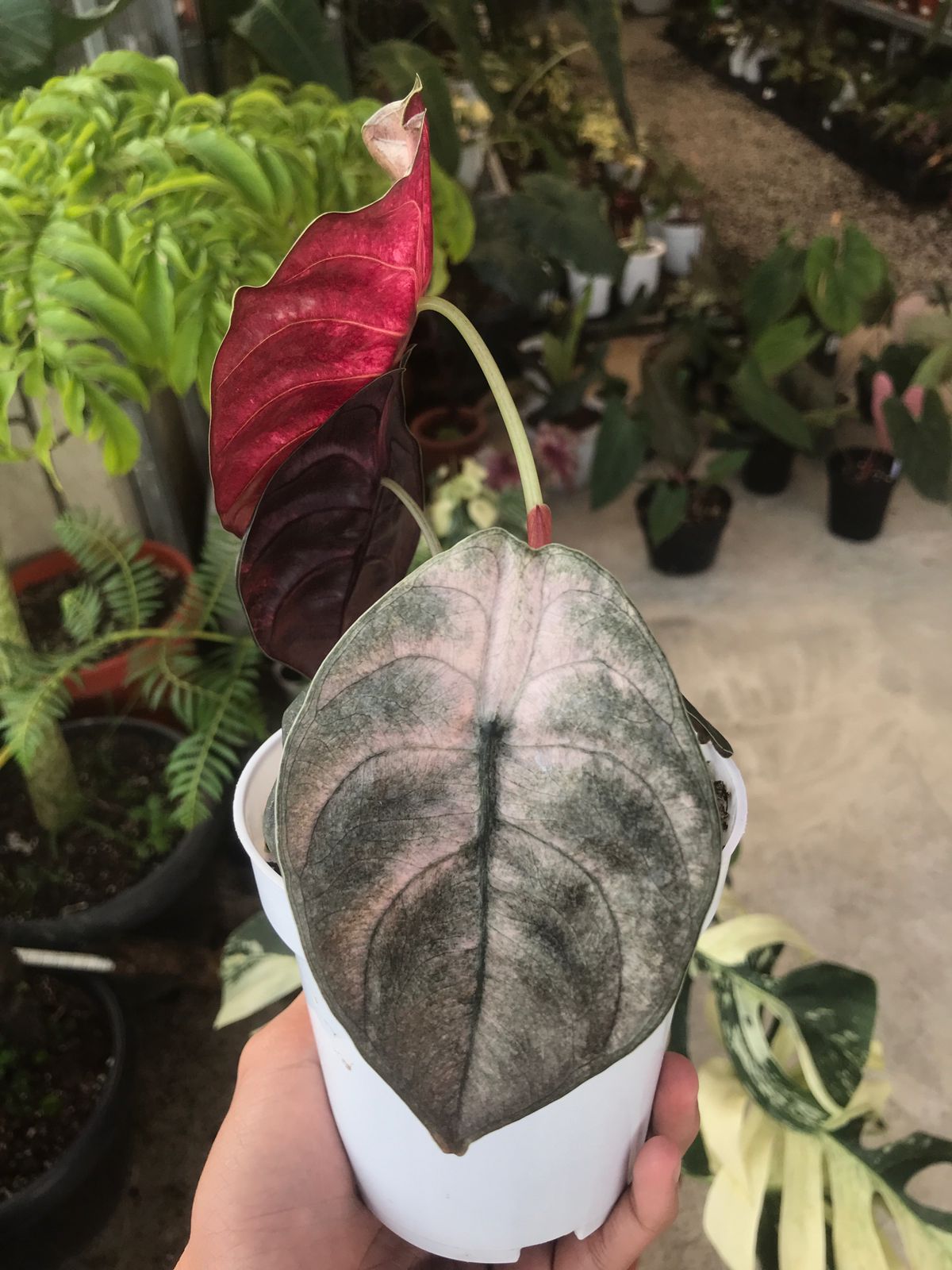 Alocasia Cuprea Variegated Mint — photo 2
