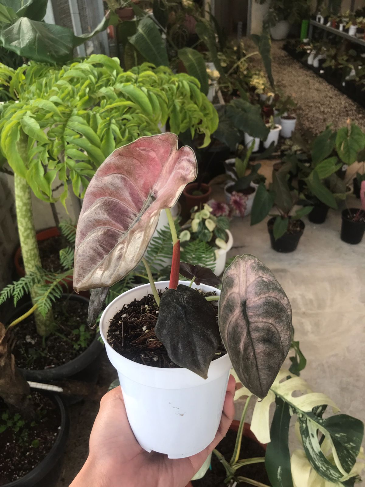 Alocasia Cuprea Variegated Mint — rare Indonesian plant