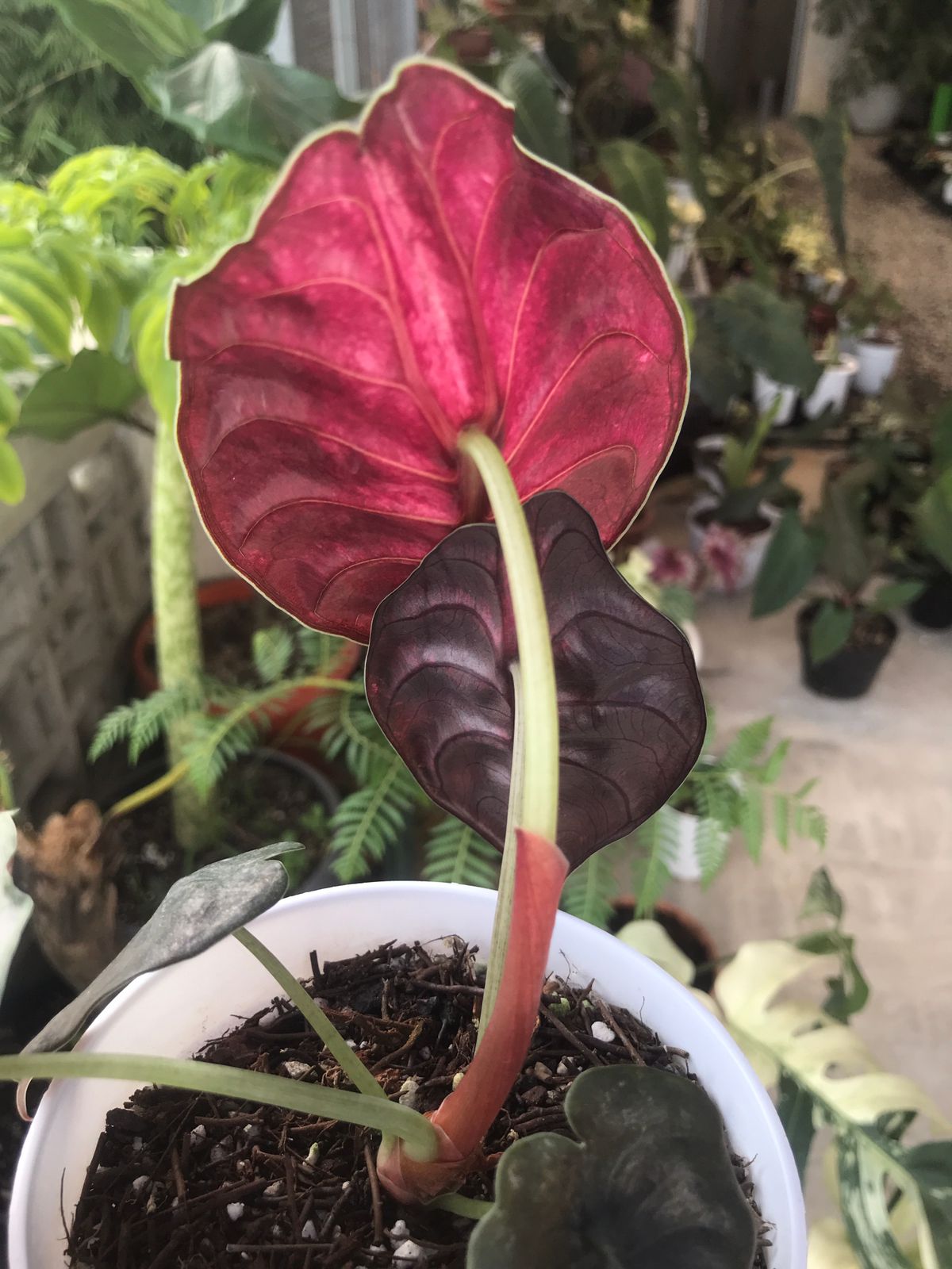 Alocasia Cuprea Variegated Mint — photo 3