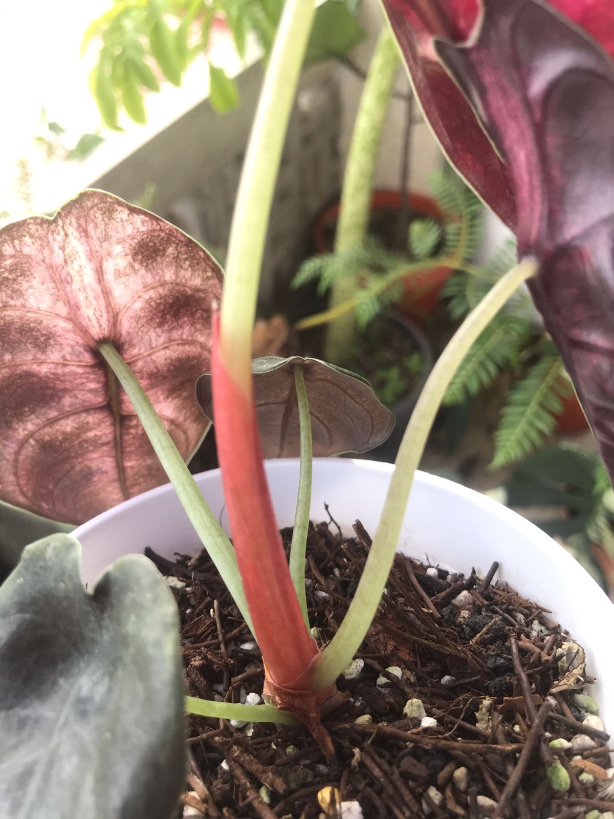 Alocasia Cuprea Variegated Mint — photo 4