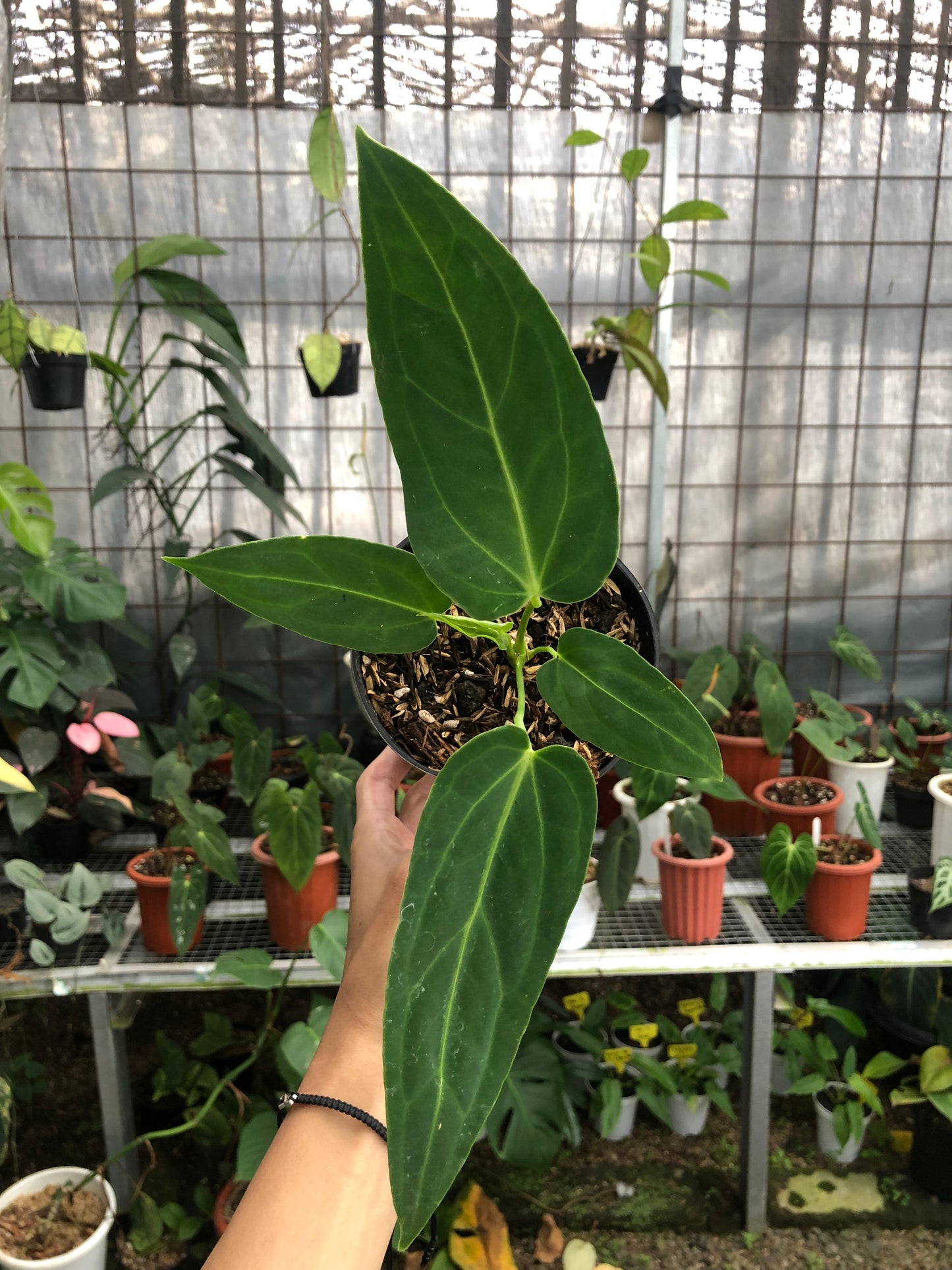 Anthurium Dark Mama Small — rare Indonesian plant