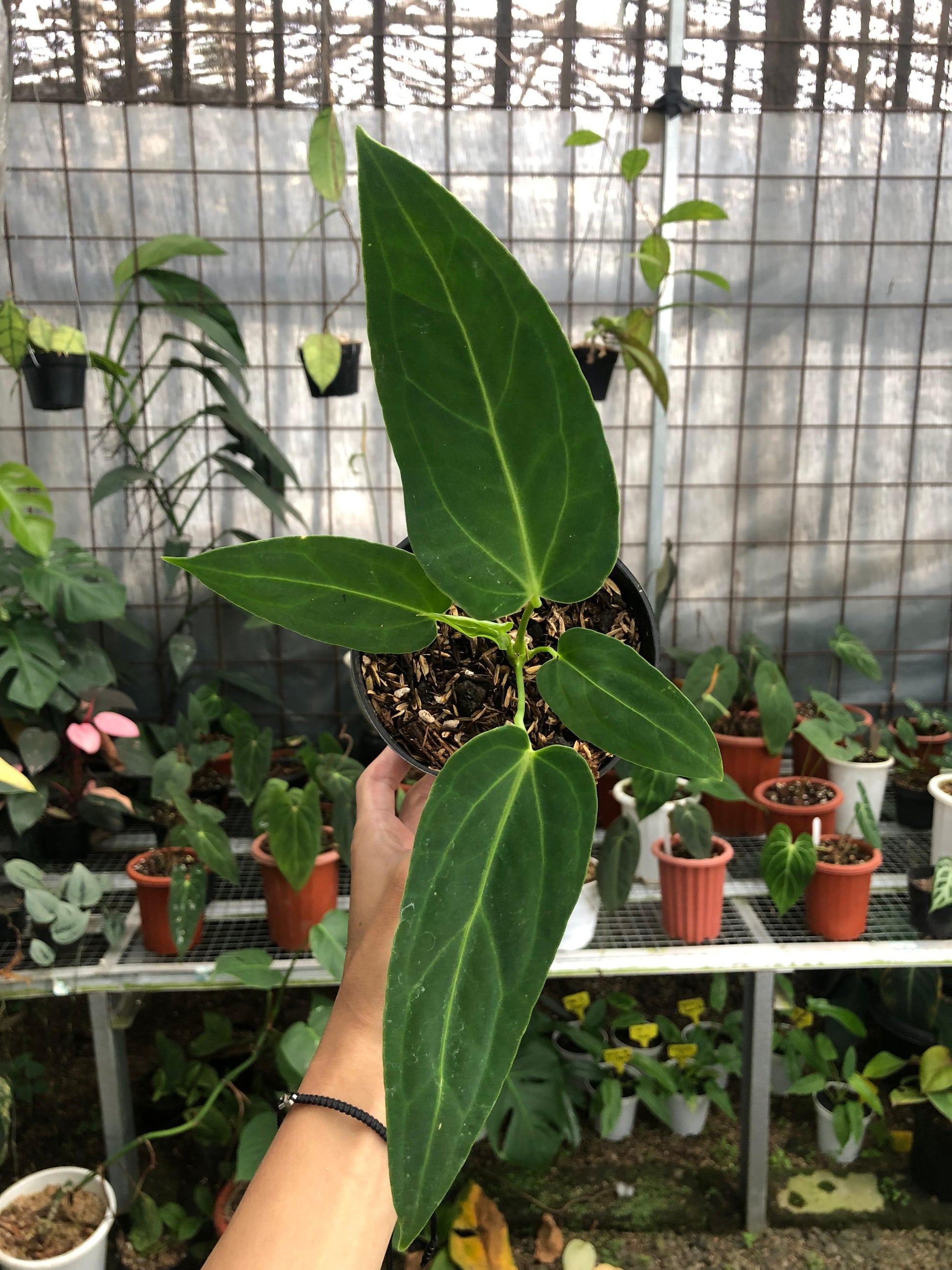 Anthurium Dark Mama Small — rare Indonesian plant