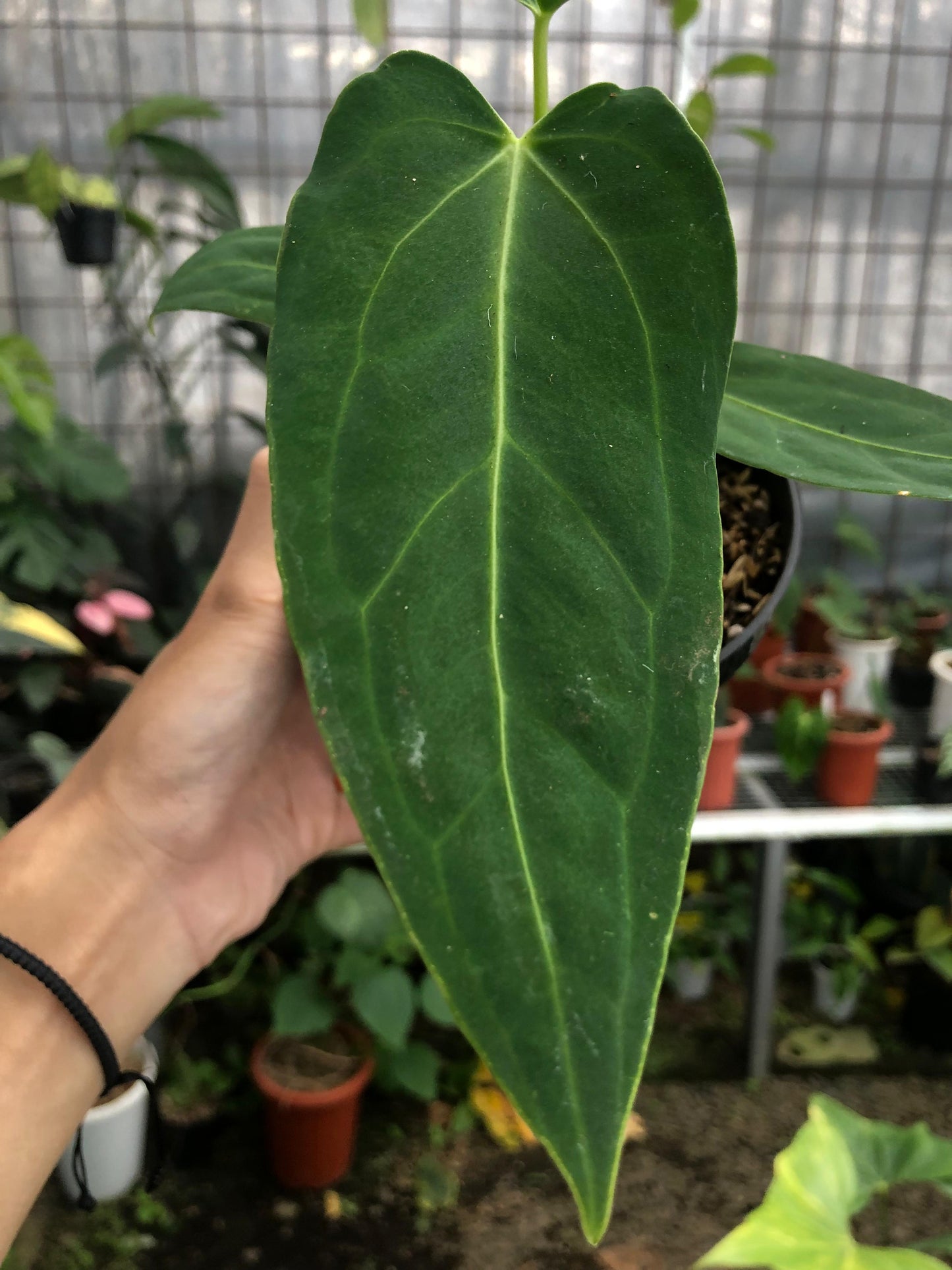 Anthurium Dark Mama Small — photo 2