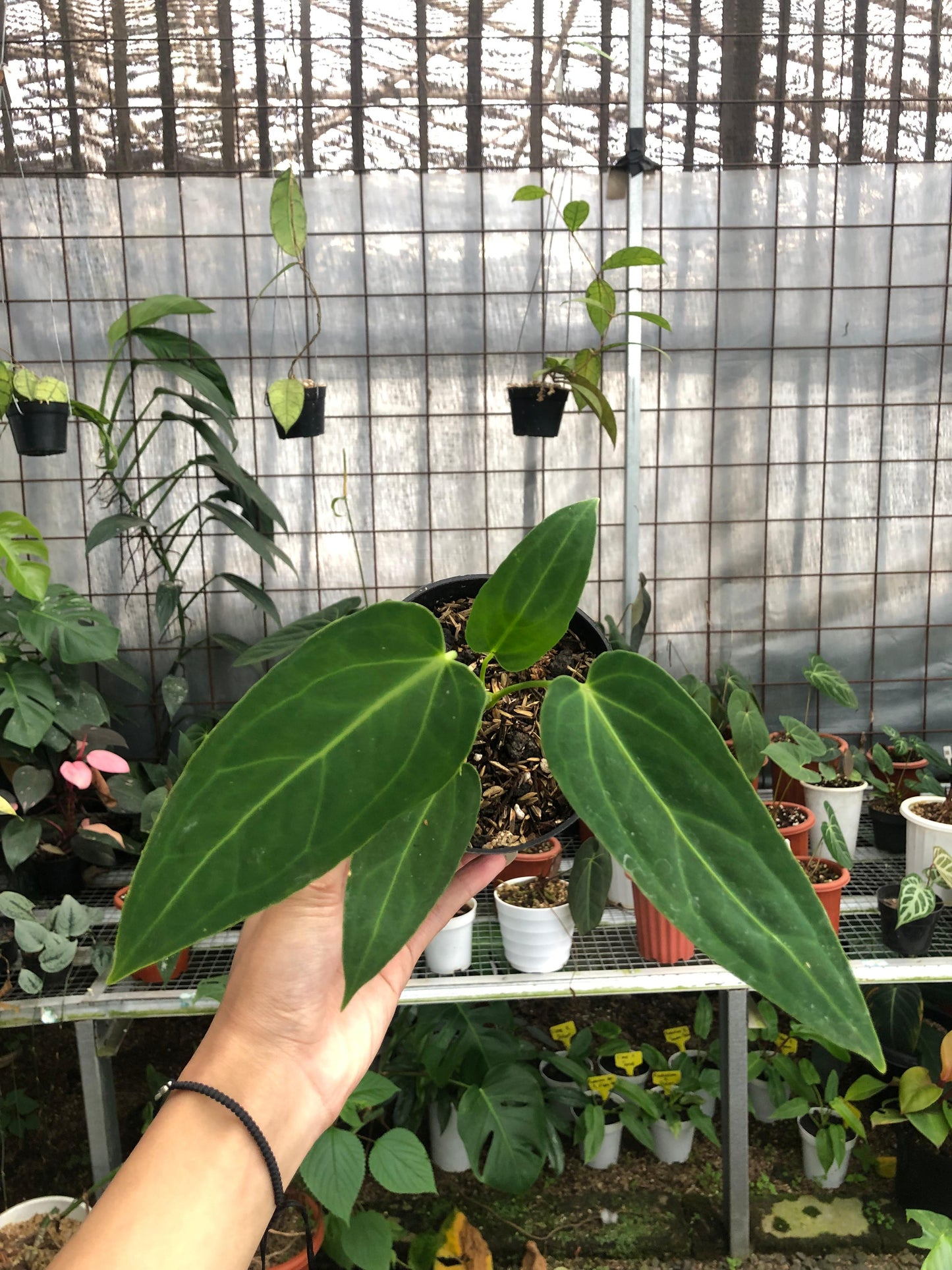 Anthurium Dark Mama Small — photo 5