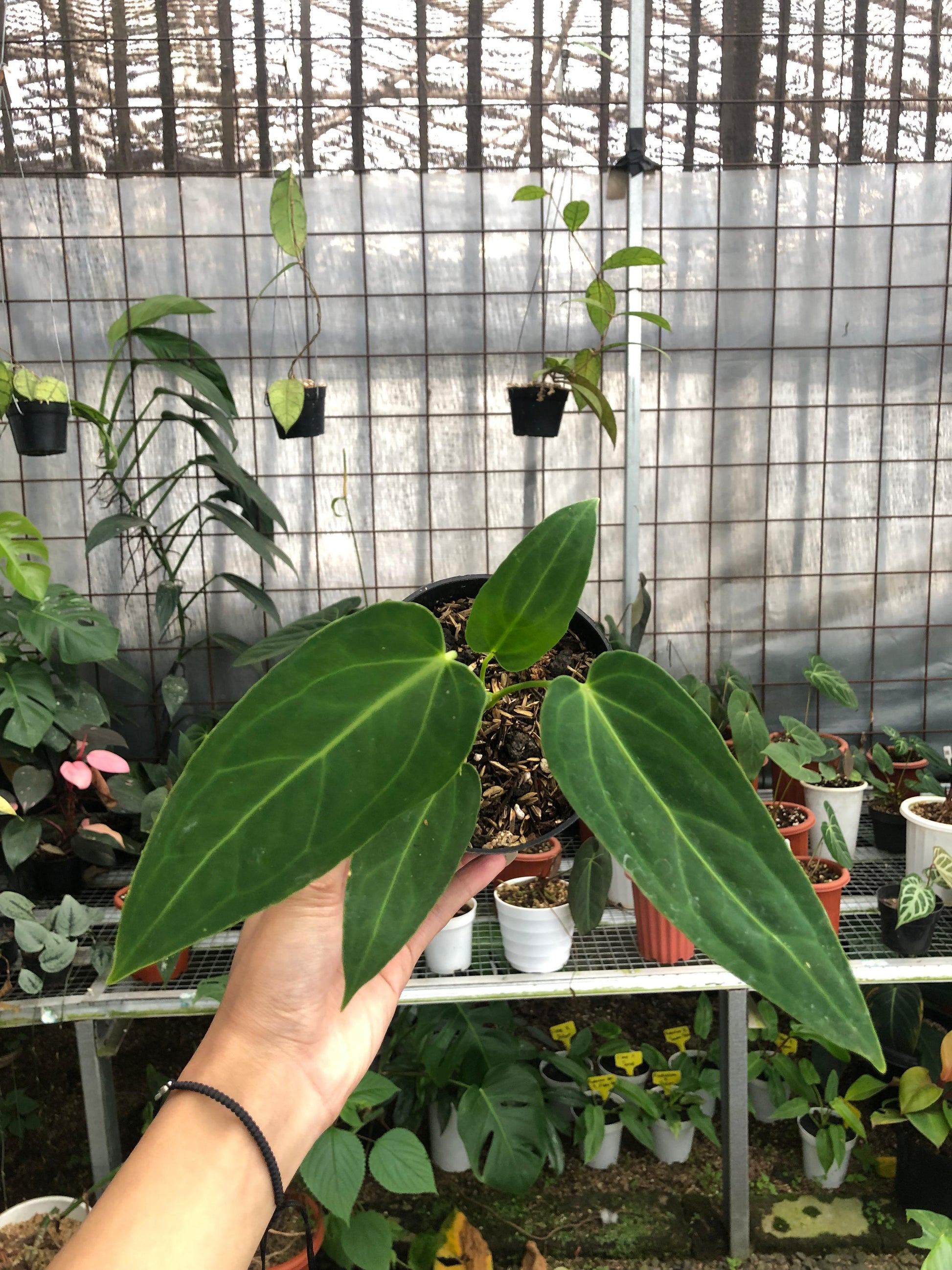 Anthurium Dark Mama Small — photo 5