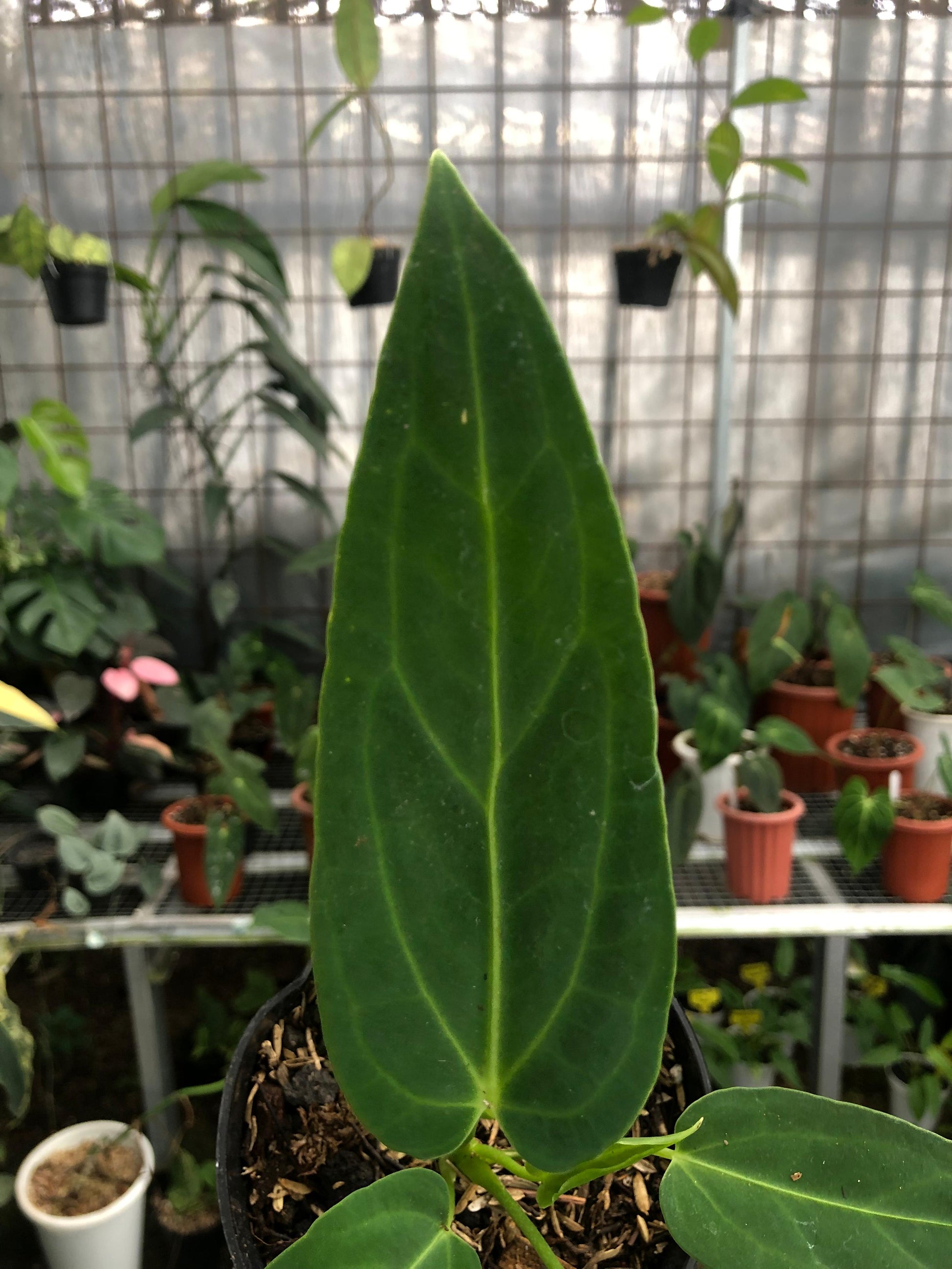 Anthurium Dark Mama Small — photo 3