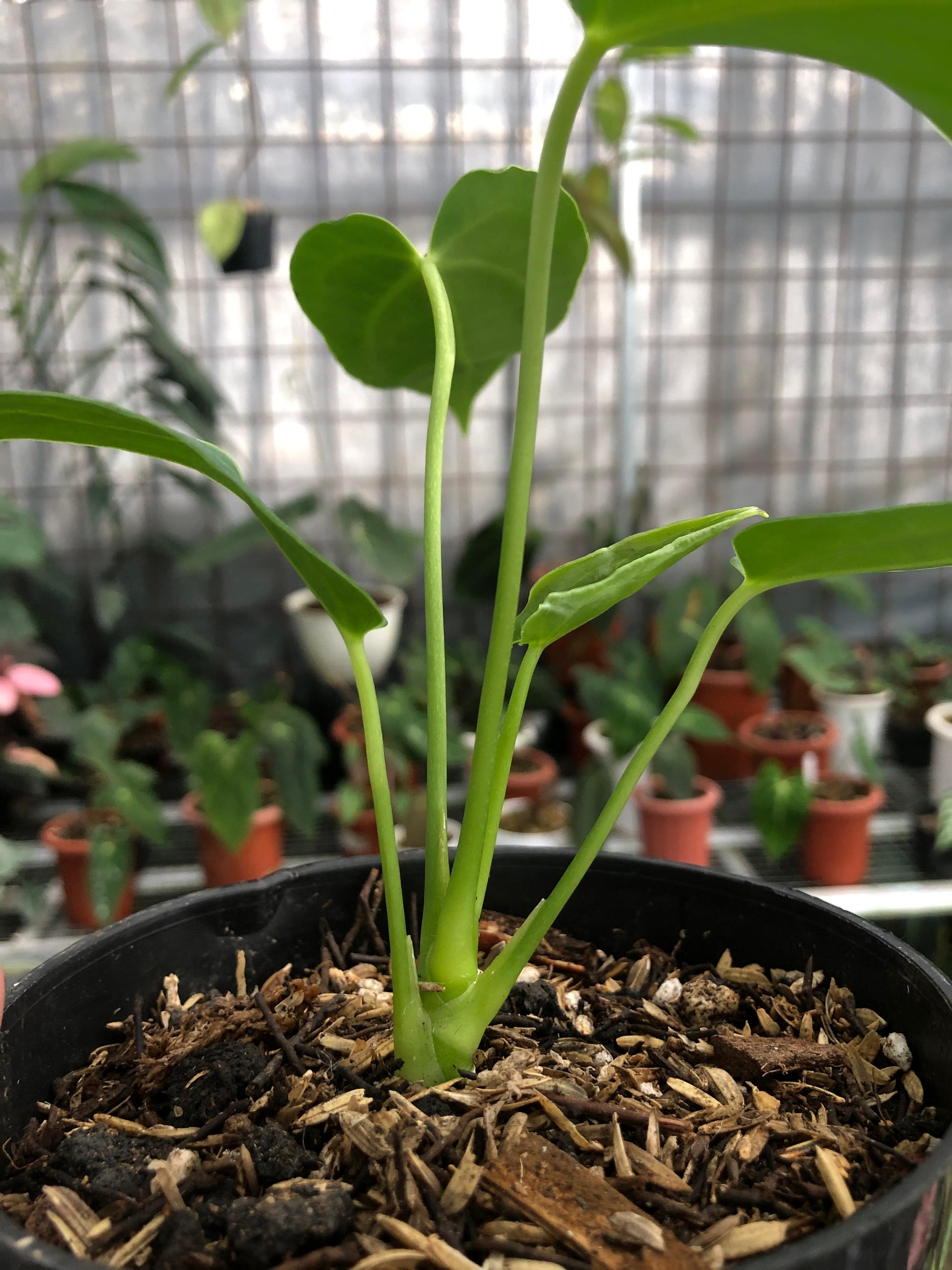 Anthurium Dark Mama Small — photo 4