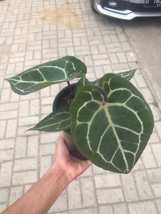 Anthurium Hoffmani x Crystallinum — rare Indonesian plant