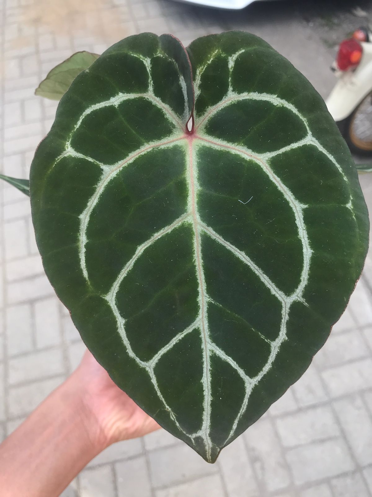 Anthurium Hoffmani x Crystallinum — photo 2