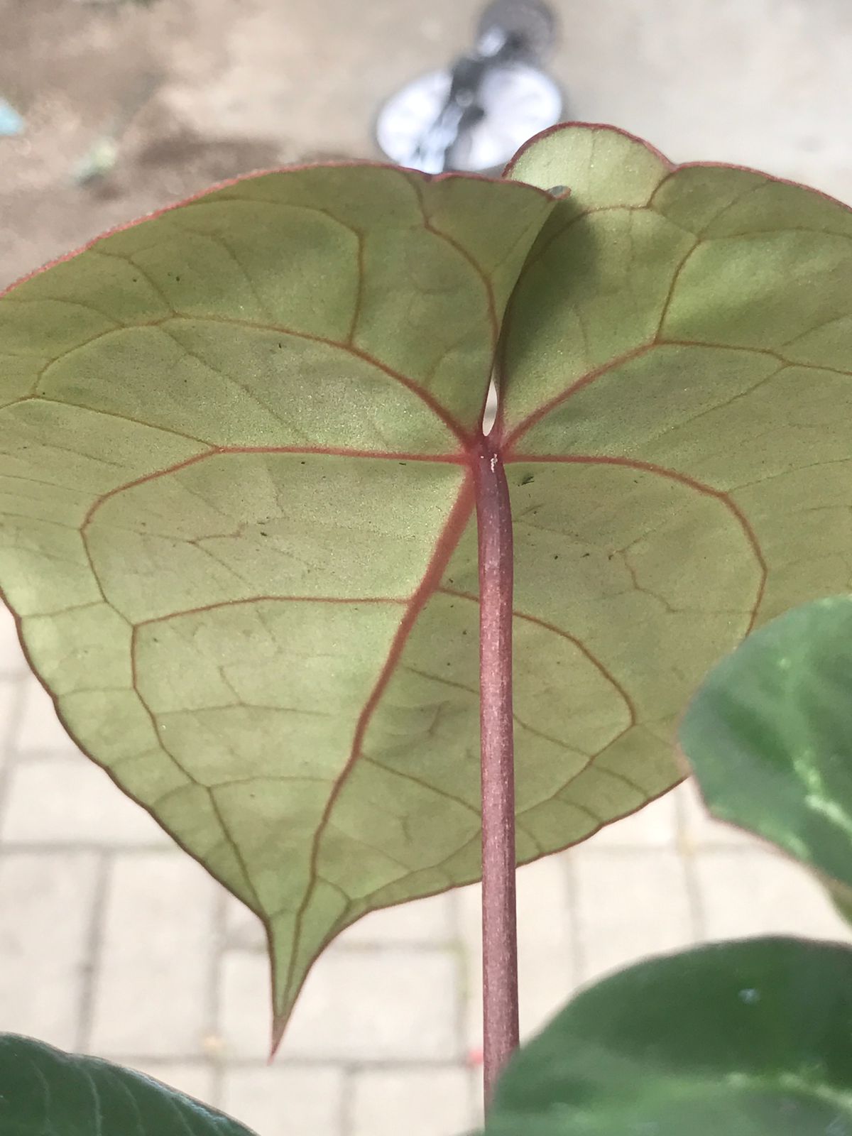 Anthurium Hoffmani x Crystallinum — photo 3