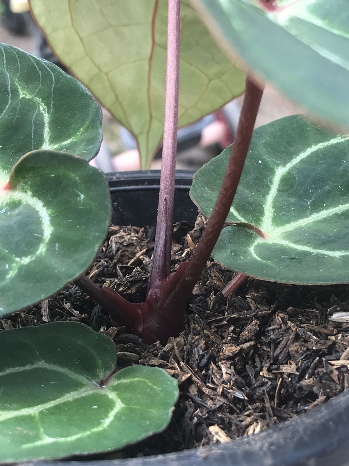 Anthurium Hoffmani x Crystallinum — photo 4