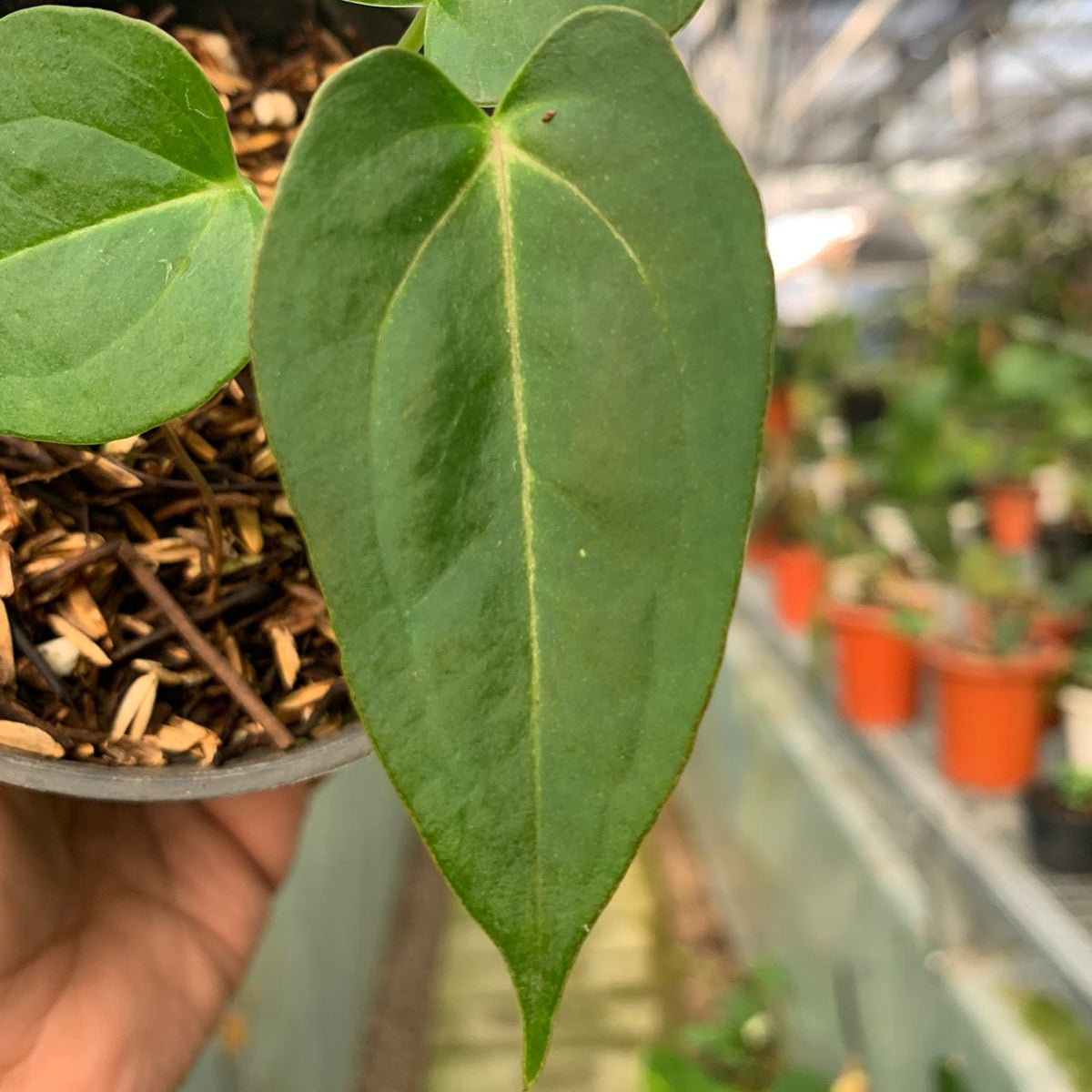 Anthurium Magnificum x Papillilaminum