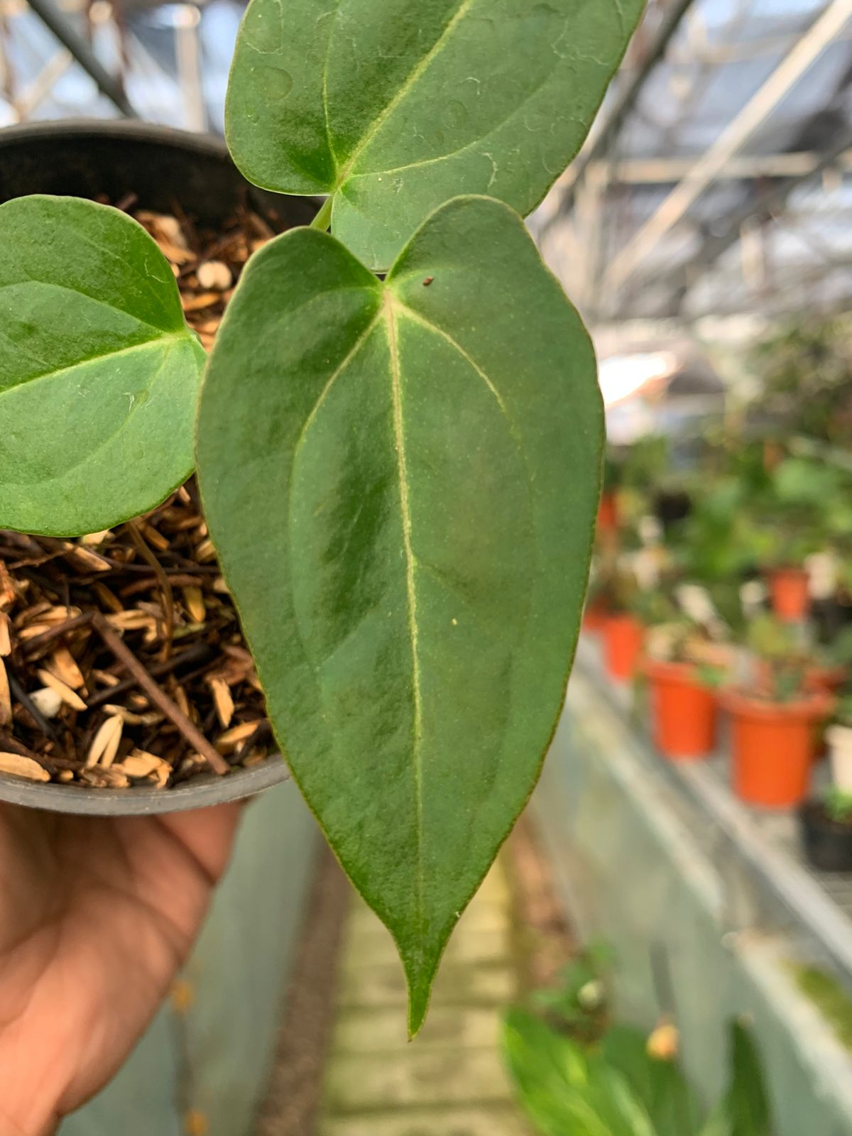 Anthurium Magnifikum x Papillilaminum — photo 2