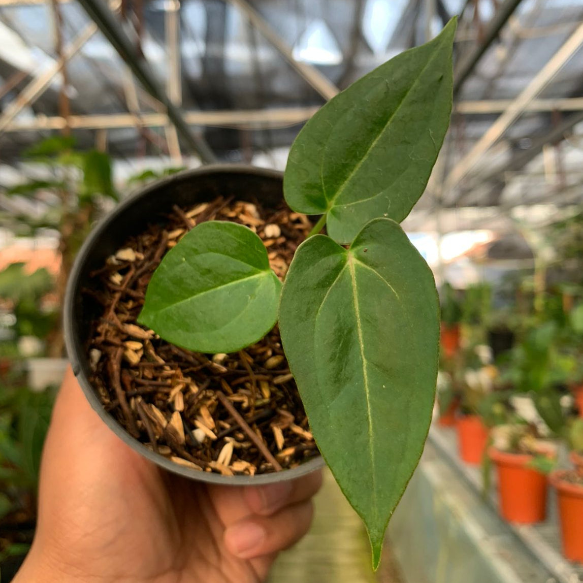 Anthurium Magnificum x Papillilaminum - Indonesian Rare Plants