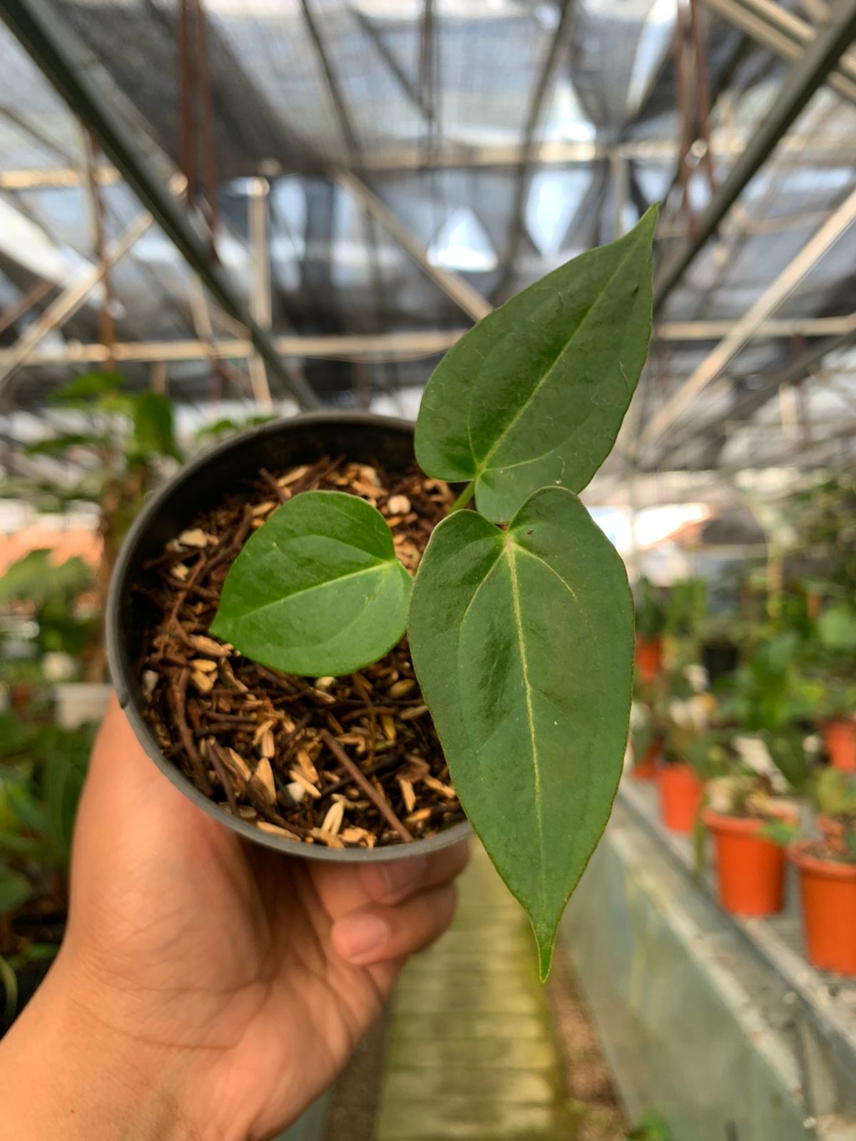 Anthurium Magnifikum x Papillilaminum — rare Indonesian plant