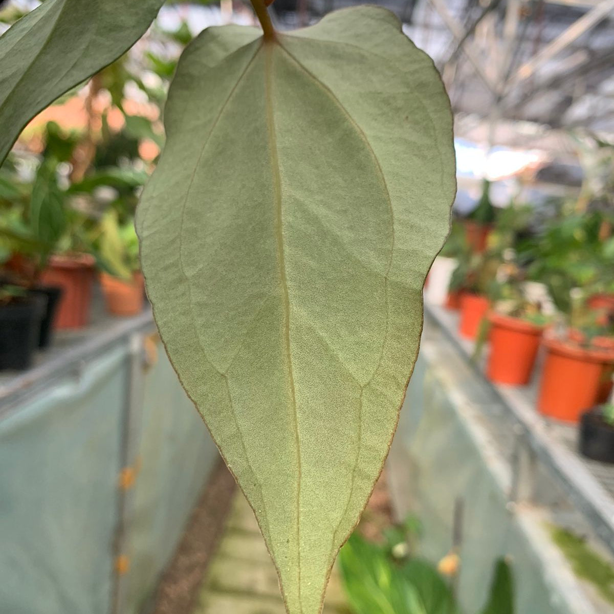 Anthurium Magnificum x Papillilaminum