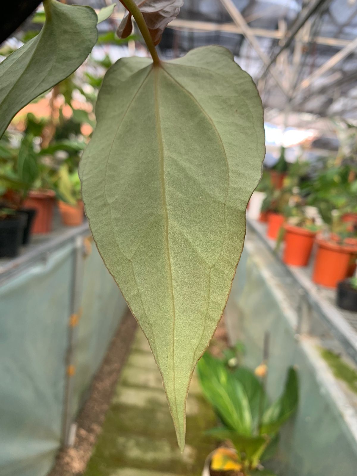 Anthurium Magnifikum x Papillilaminum — photo 4