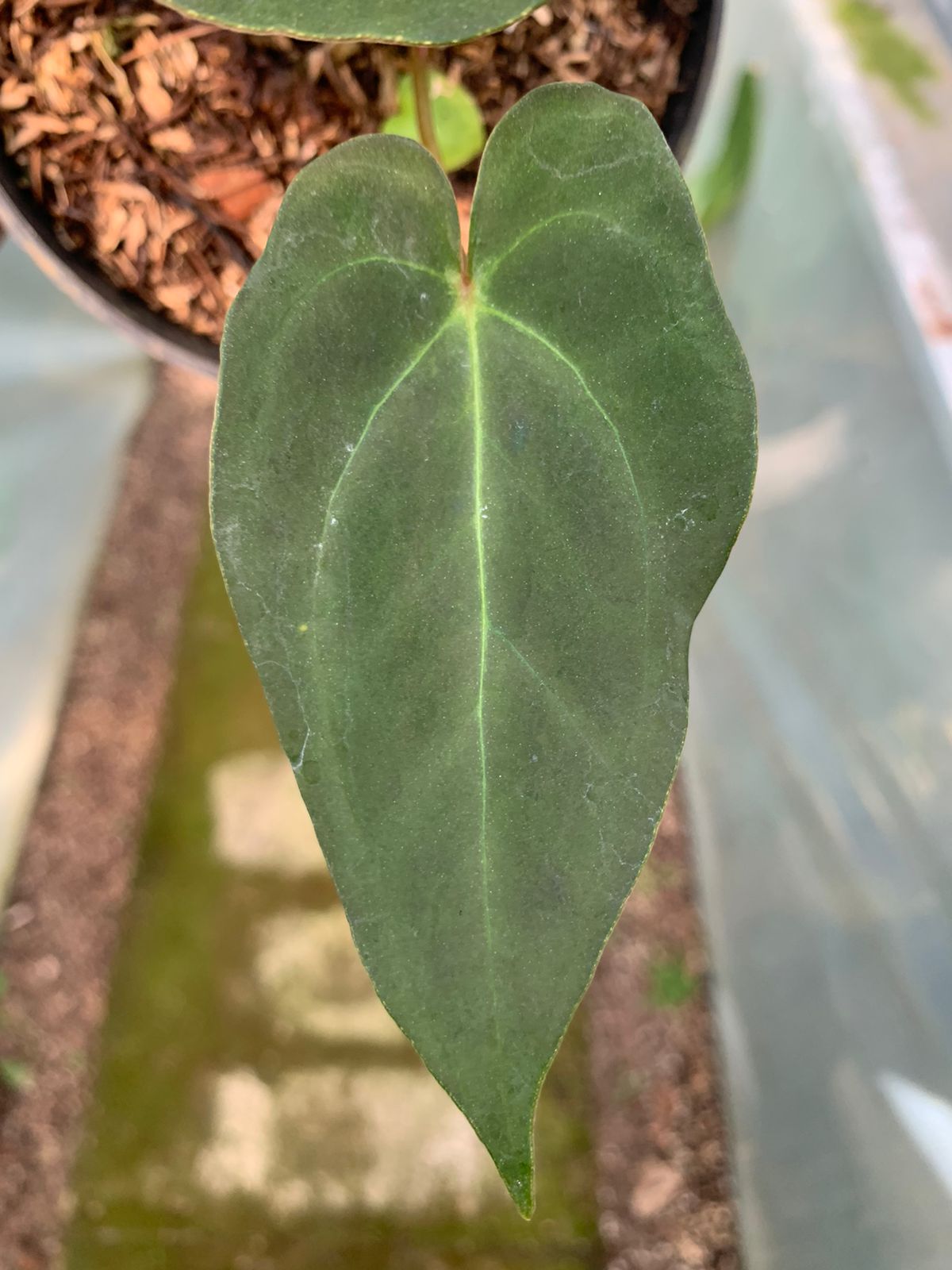 Anthurium Fort Sherman x BVIT — photo 4