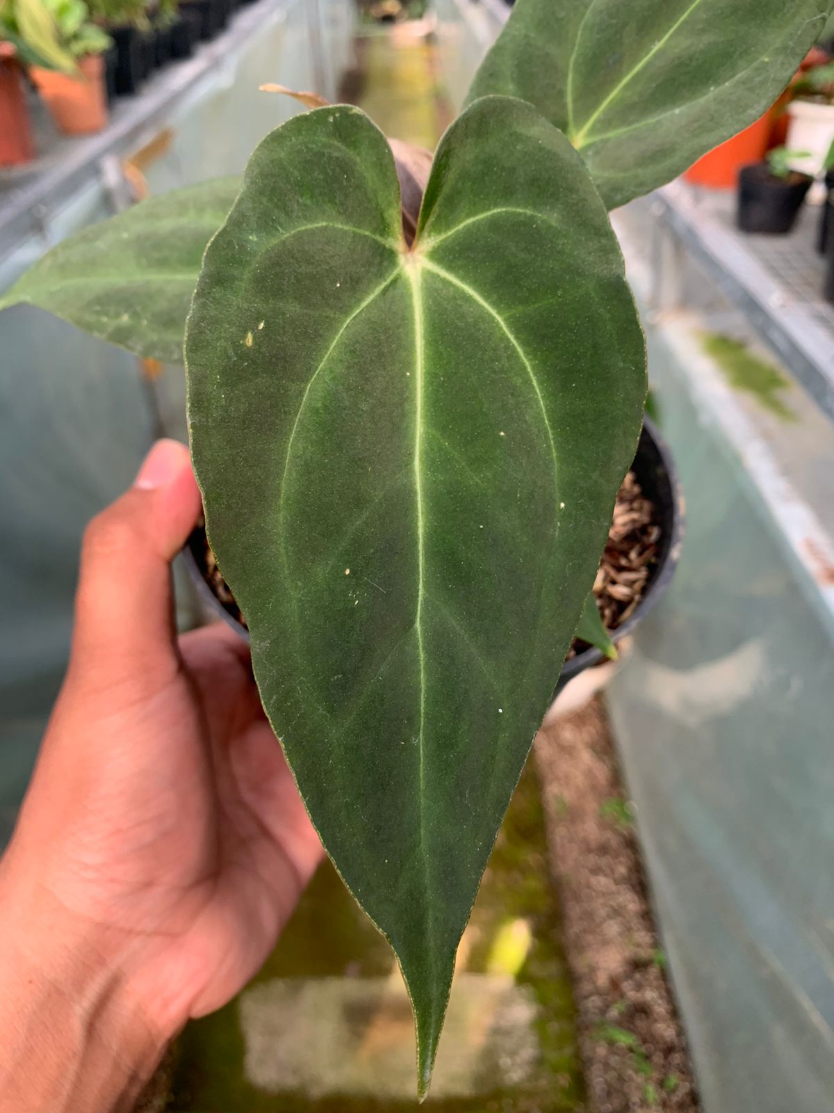 Anthurium Fort Sherman x BVIT — photo 3