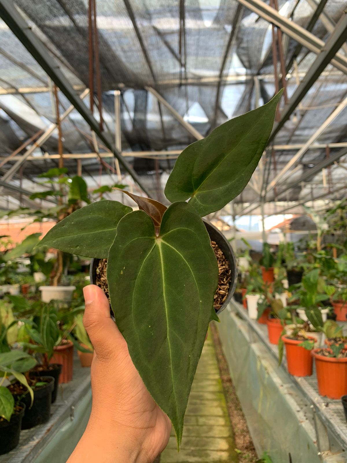 Anthurium Fort Sherman x BVIT — photo 2